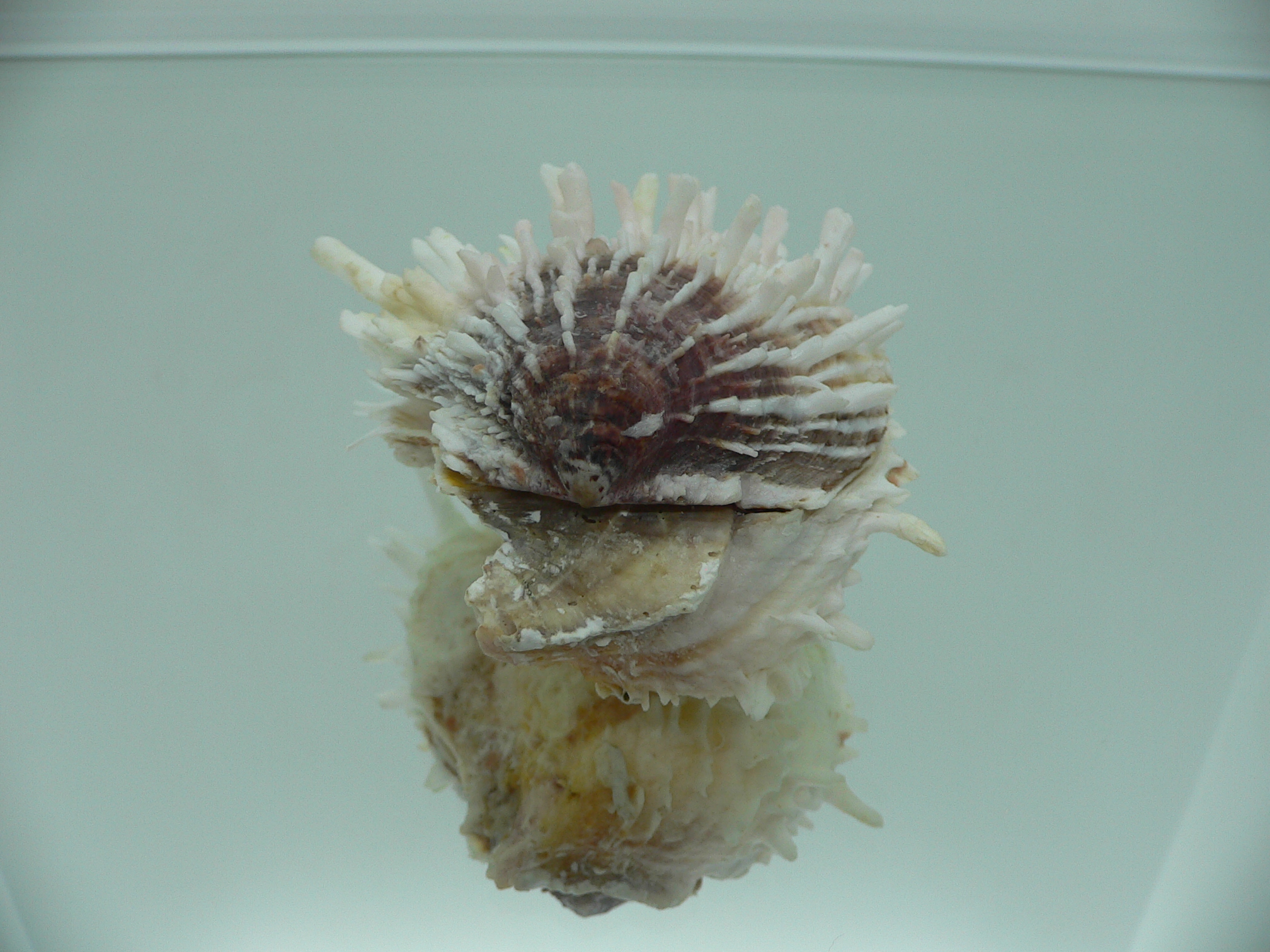 Spondylus ehinatus