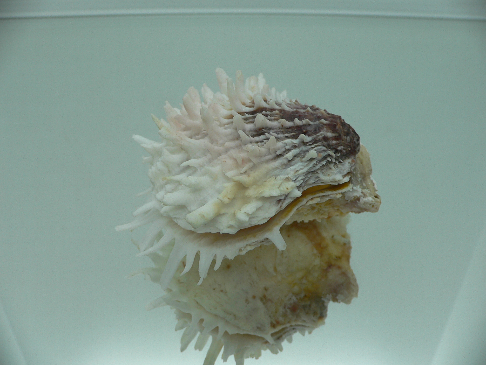 Spondylus ehinatus