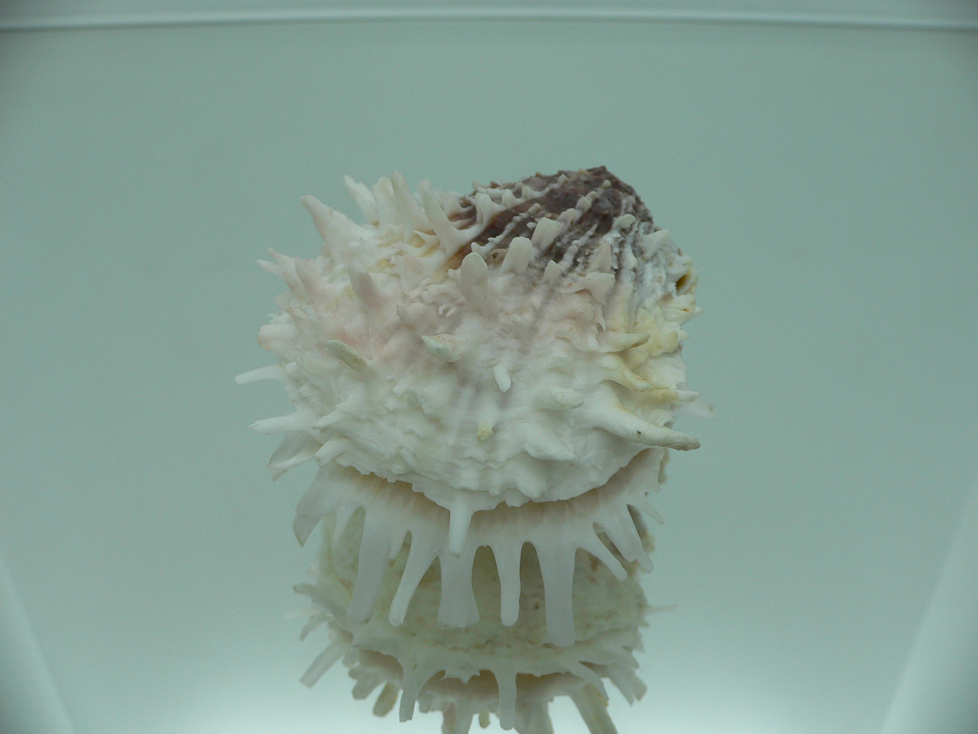 Spondylus ehinatus