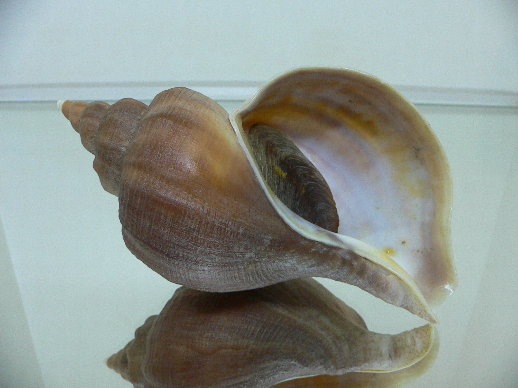 Neptunea HYBRID (eulimata + constricta)