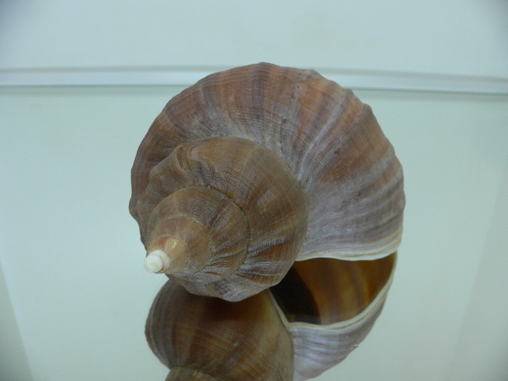 Neptunea HYBRID (eulimata + constricta)