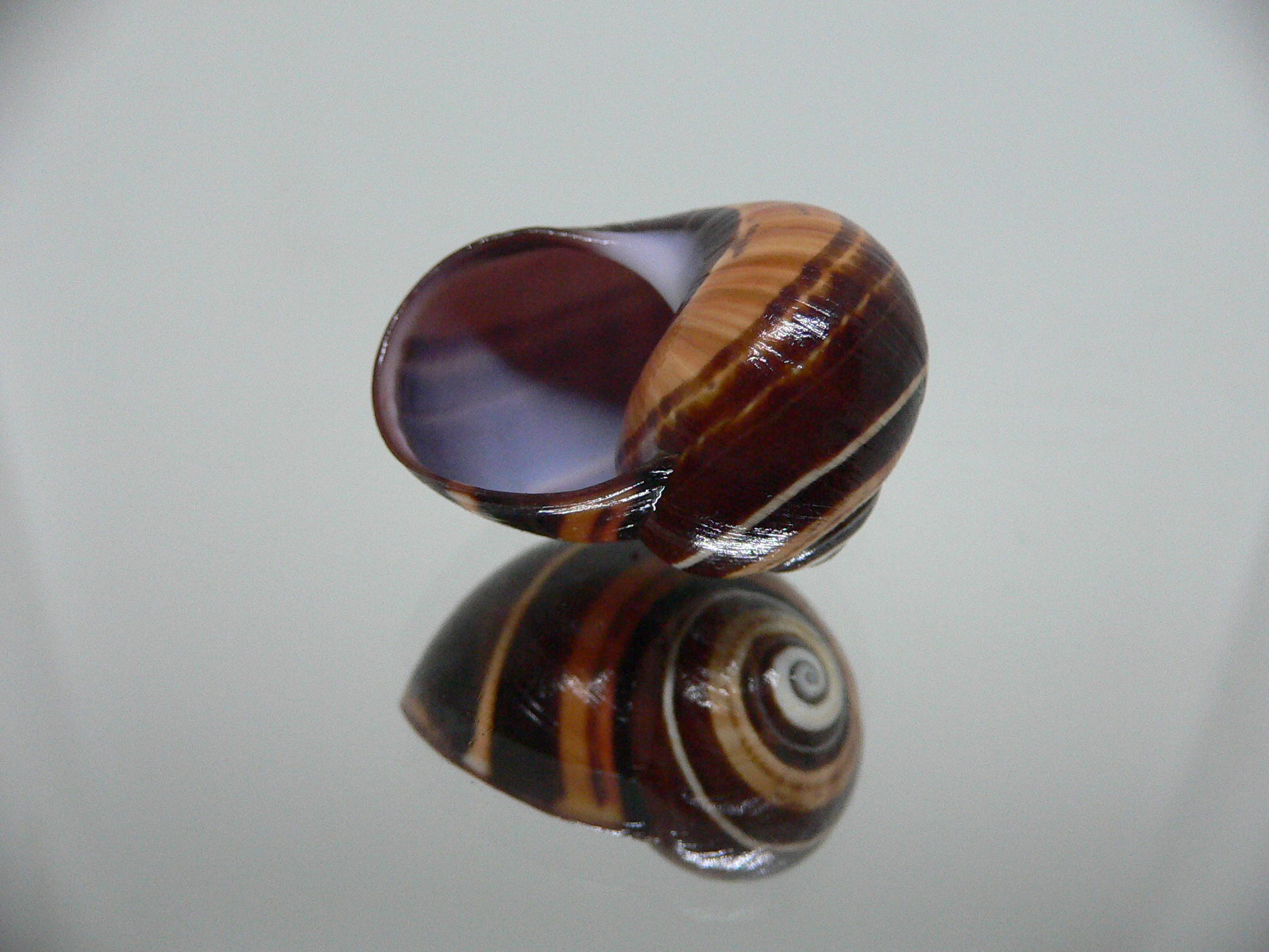 Polymita picta iolimbata BLACK-ORANGE