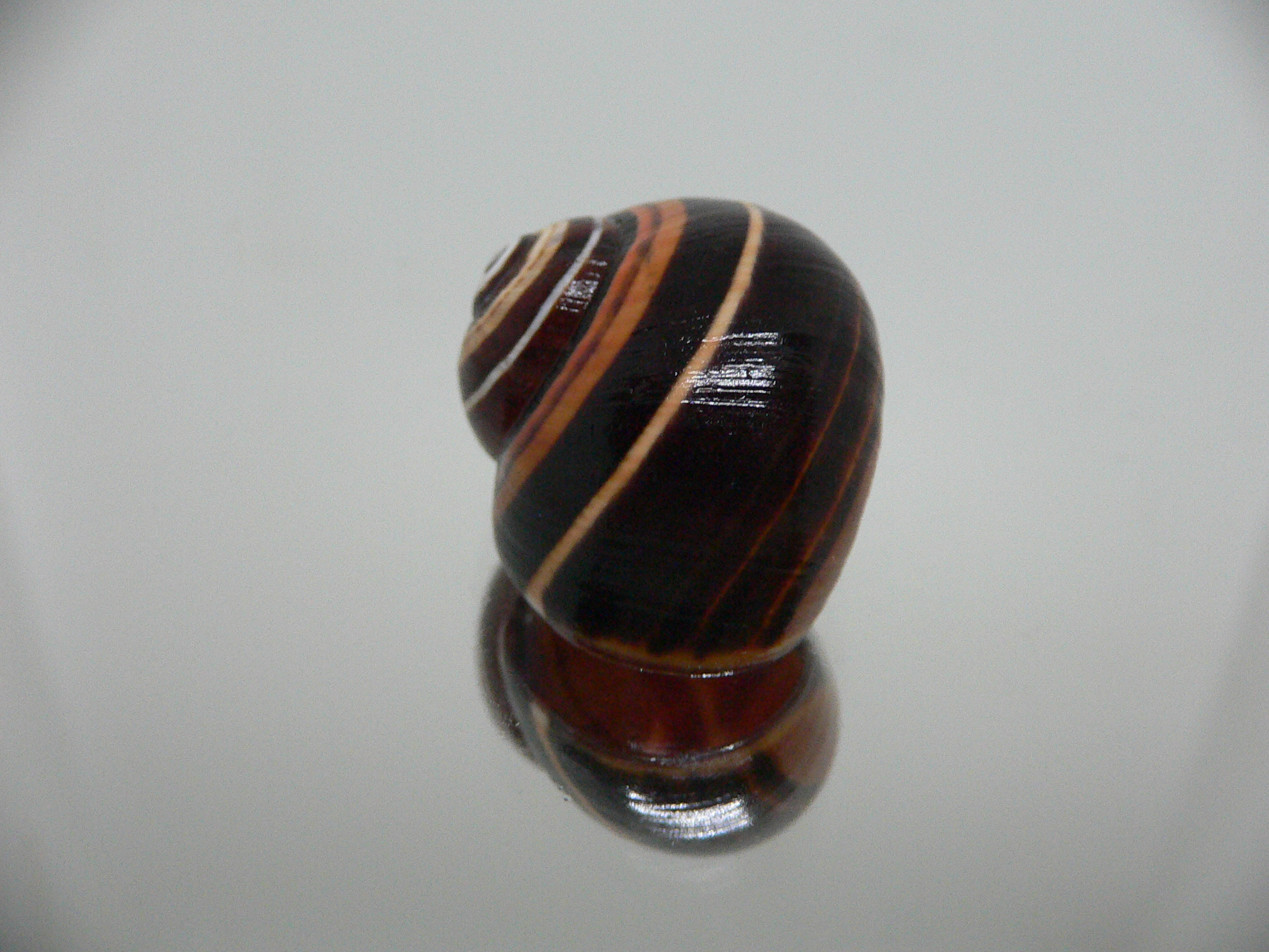 Polymita picta iolimbata BLACK-ORANGE