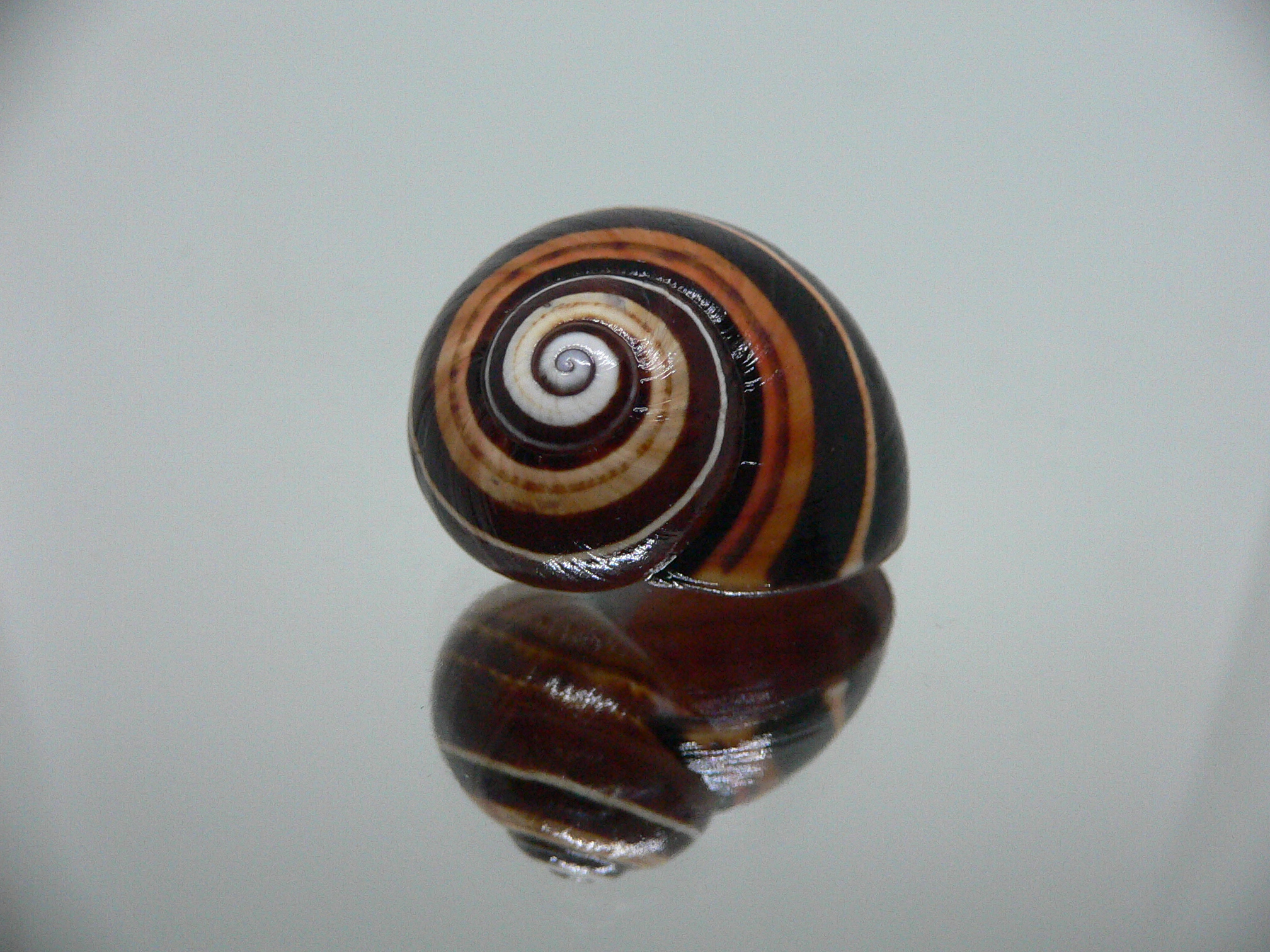 Polymita picta iolimbata BLACK-ORANGE