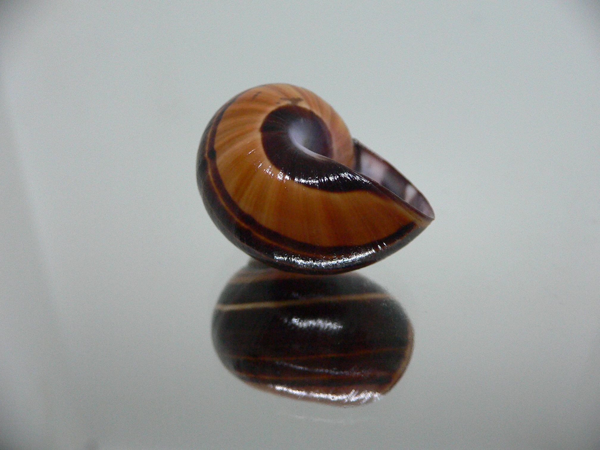 Polymita picta iolimbata BLACK-ORANGE