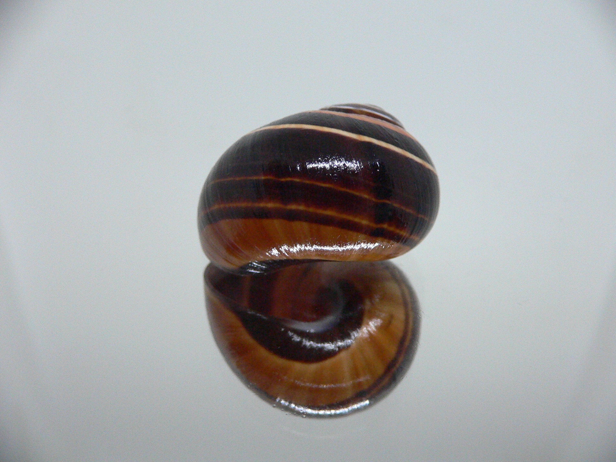 Polymita picta iolimbata BLACK-ORANGE