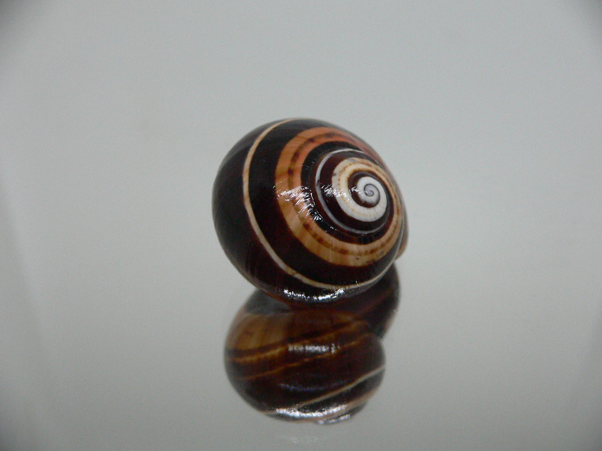 Polymita picta iolimbata BLACK-ORANGE