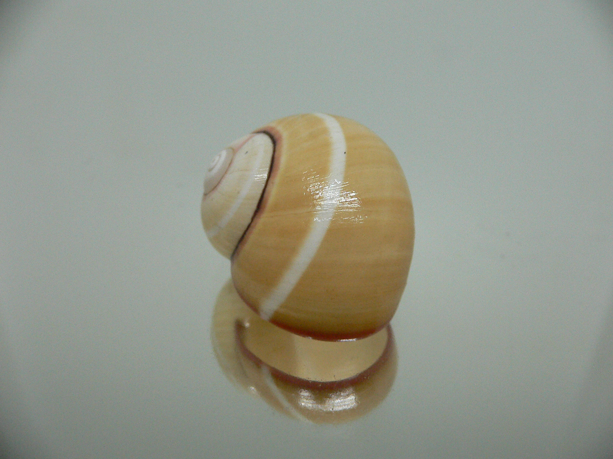 Polymita picta roseolimbata RARE & SUPER