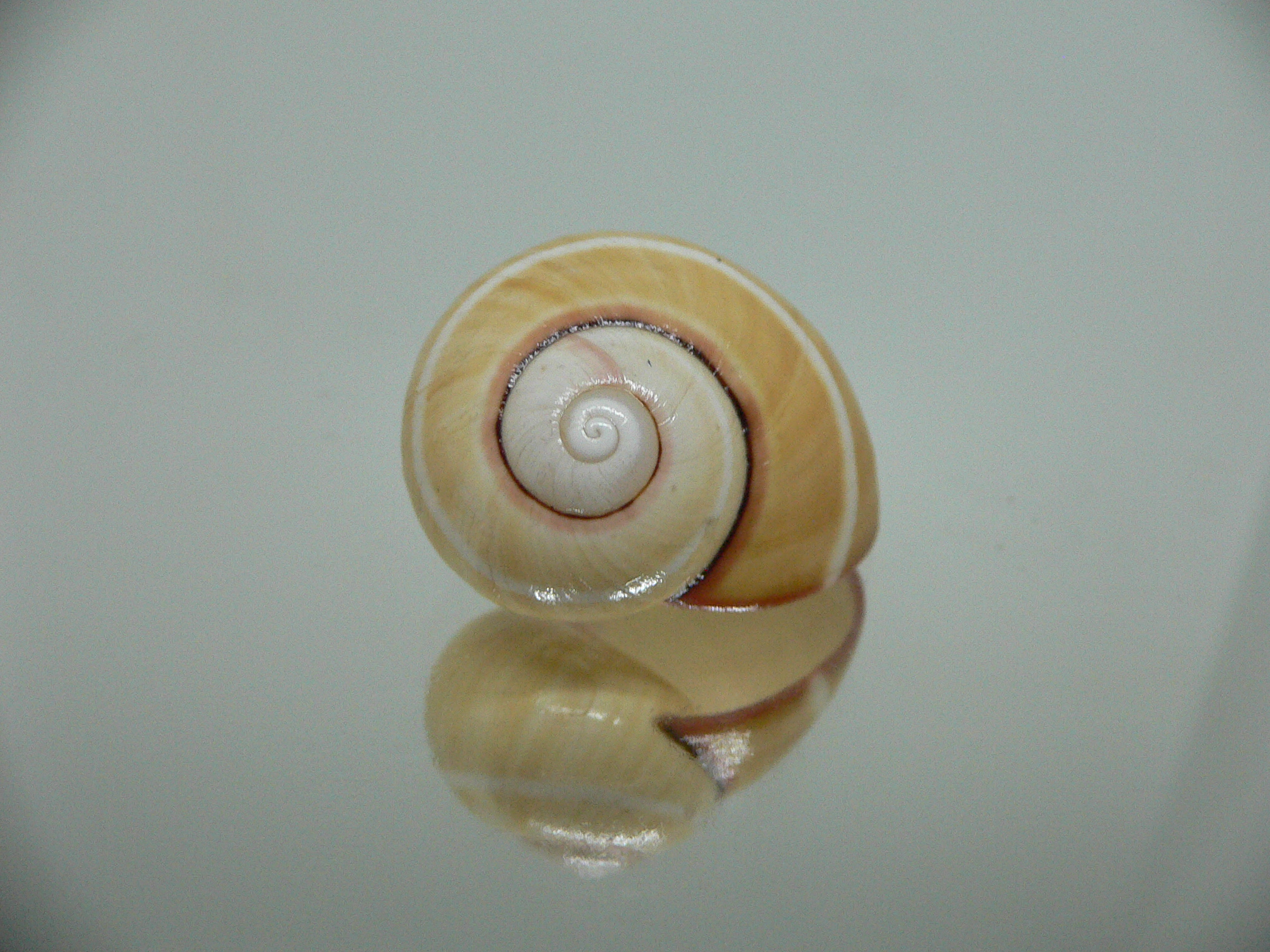 Polymita picta roseolimbata RARE & SUPER