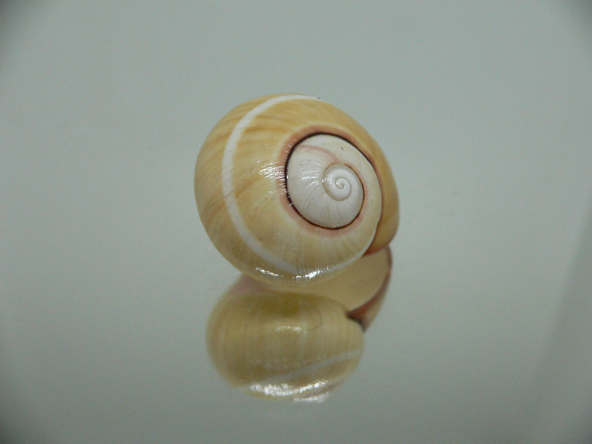 Polymita picta roseolimbata RARE & SUPER