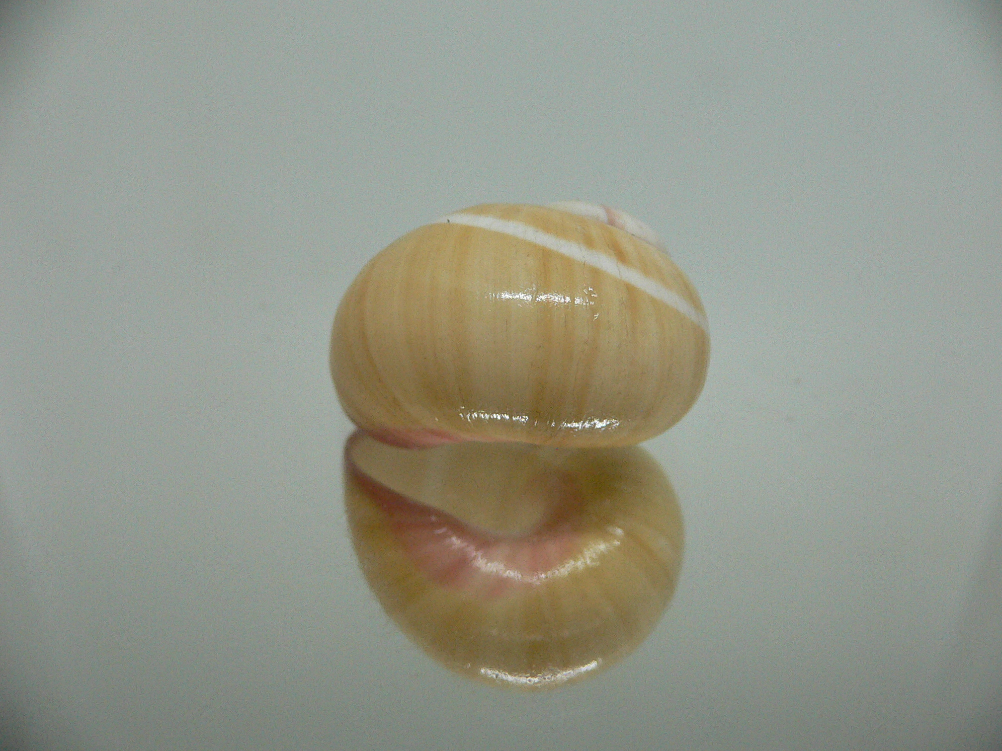 Polymita picta roseolimbata RARE & SUPER