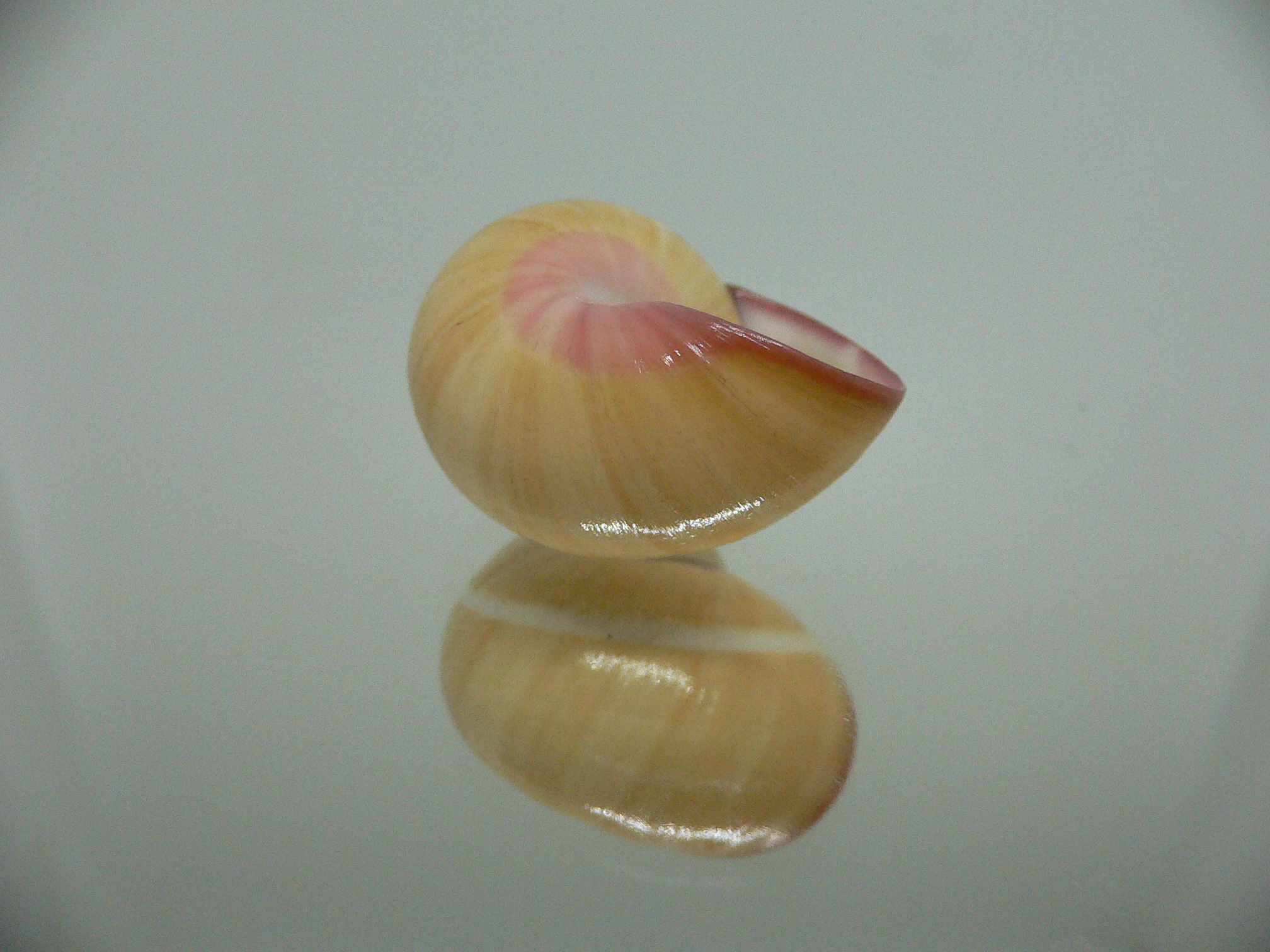 Polymita picta roseolimbata RARE & SUPER