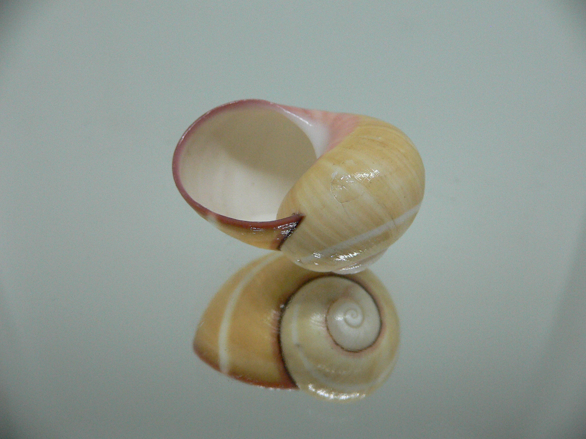 Polymita picta roseolimbata RARE & SUPER