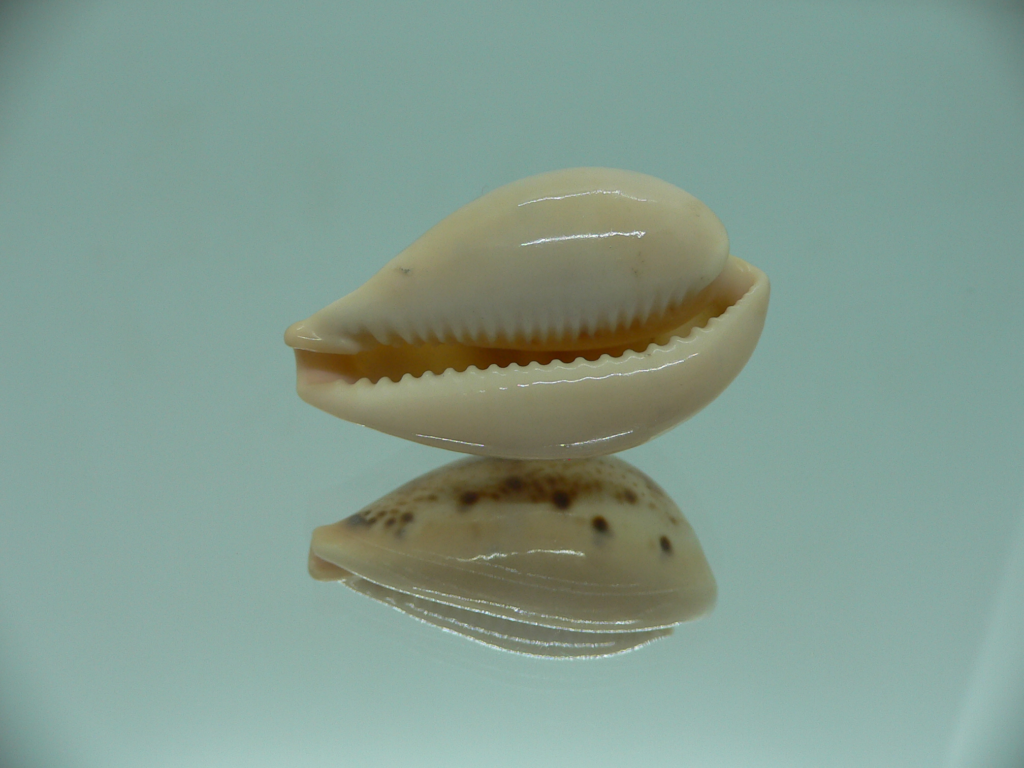 Cypraea hungerfordi hungerfordi LIGHT & ELONGATE