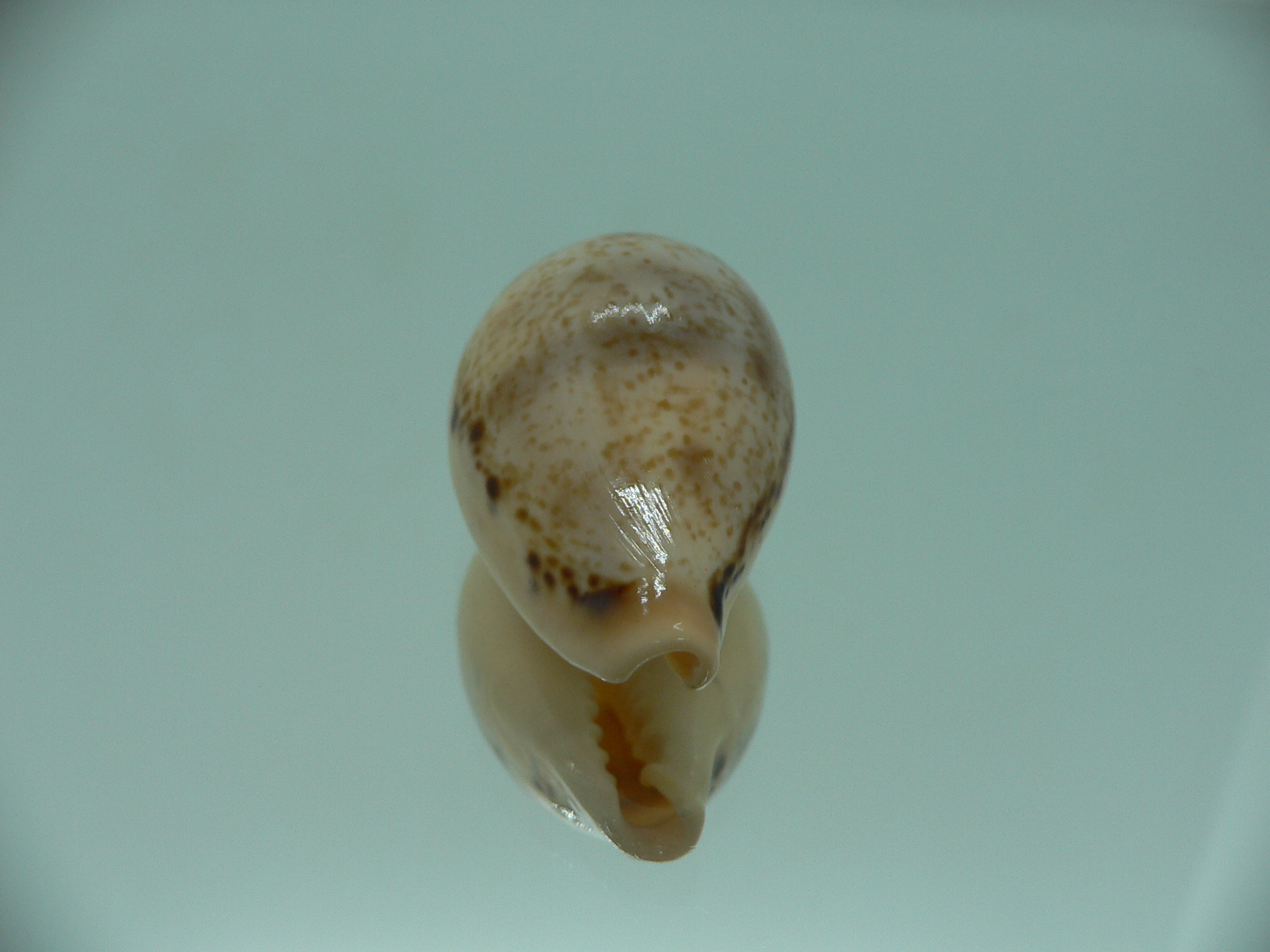 Cypraea hungerfordi hungerfordi LIGHT & ELONGATE