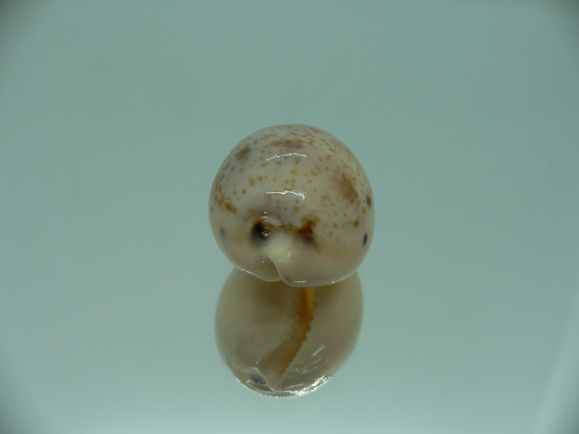 Cypraea hungerfordi hungerfordi LIGHT & ELONGATE