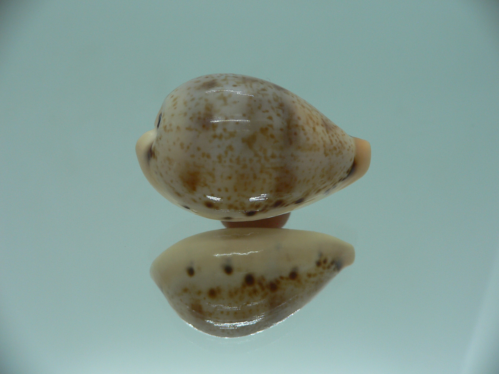 Cypraea hungerfordi hungerfordi LIGHT & ELONGATE