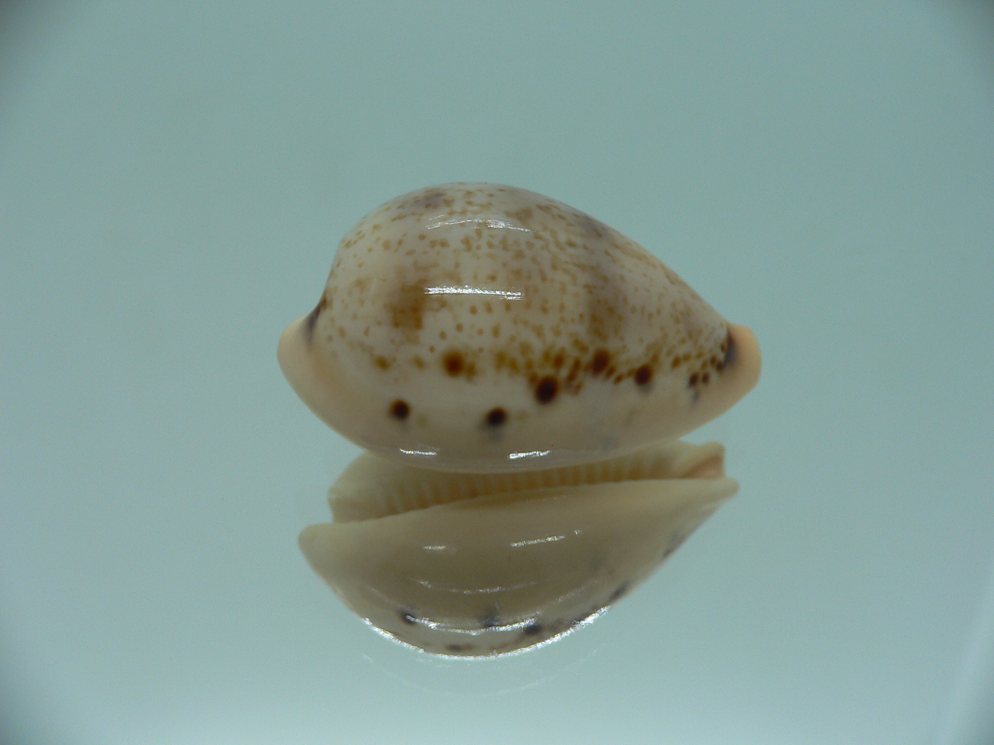 Cypraea hungerfordi hungerfordi LIGHT & ELONGATE