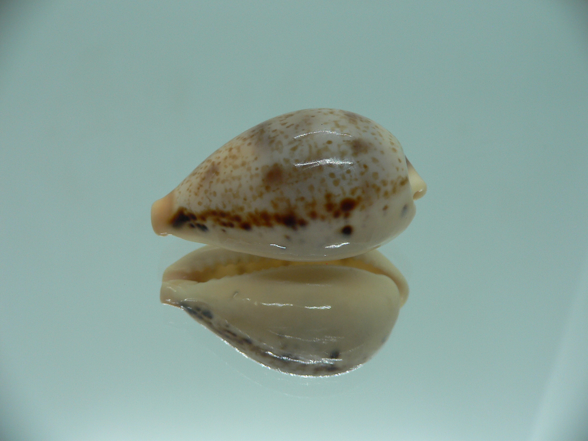 Cypraea hungerfordi hungerfordi LIGHT & ELONGATE