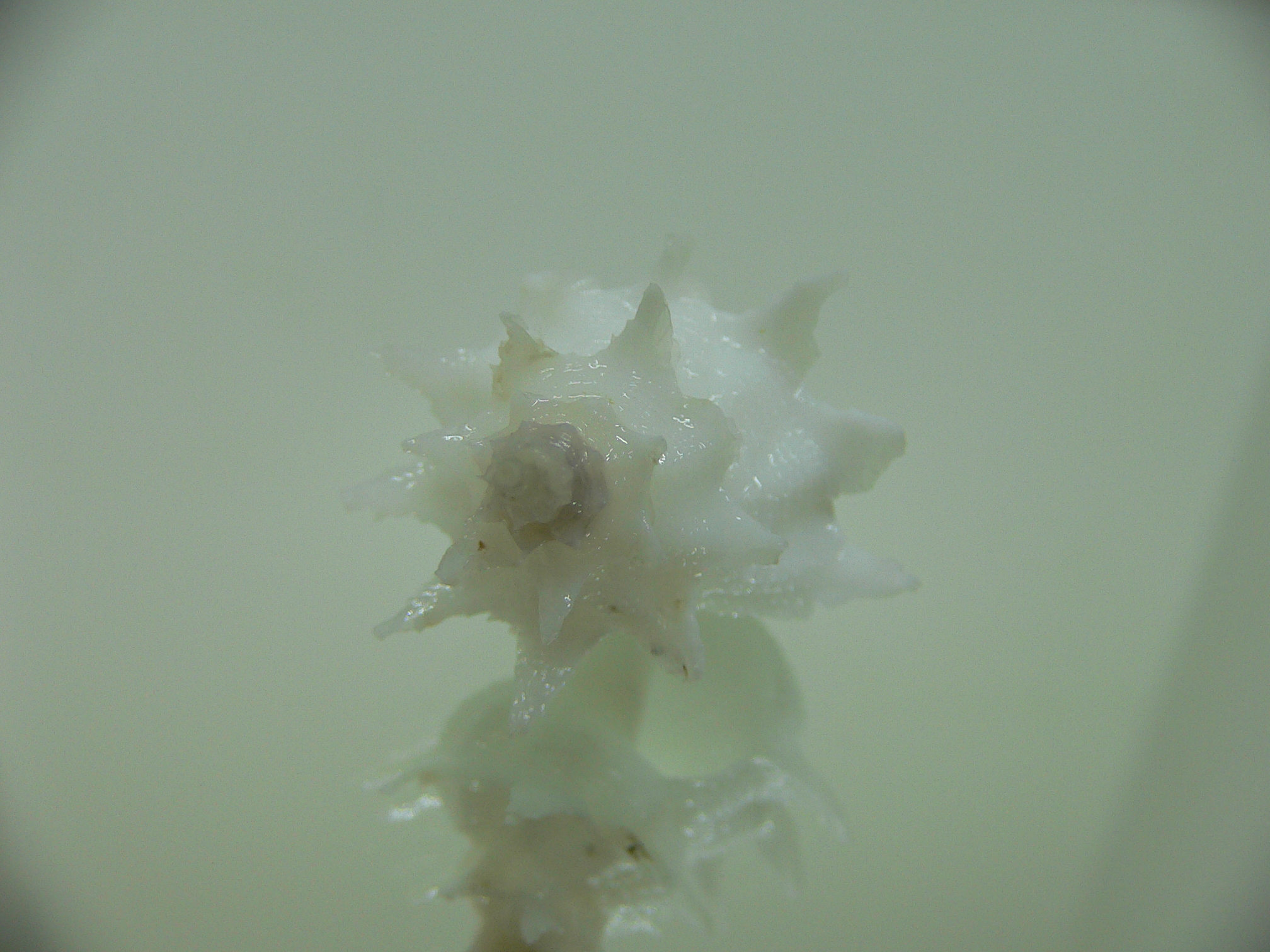 Babelomurex armatus SNOW WHITE