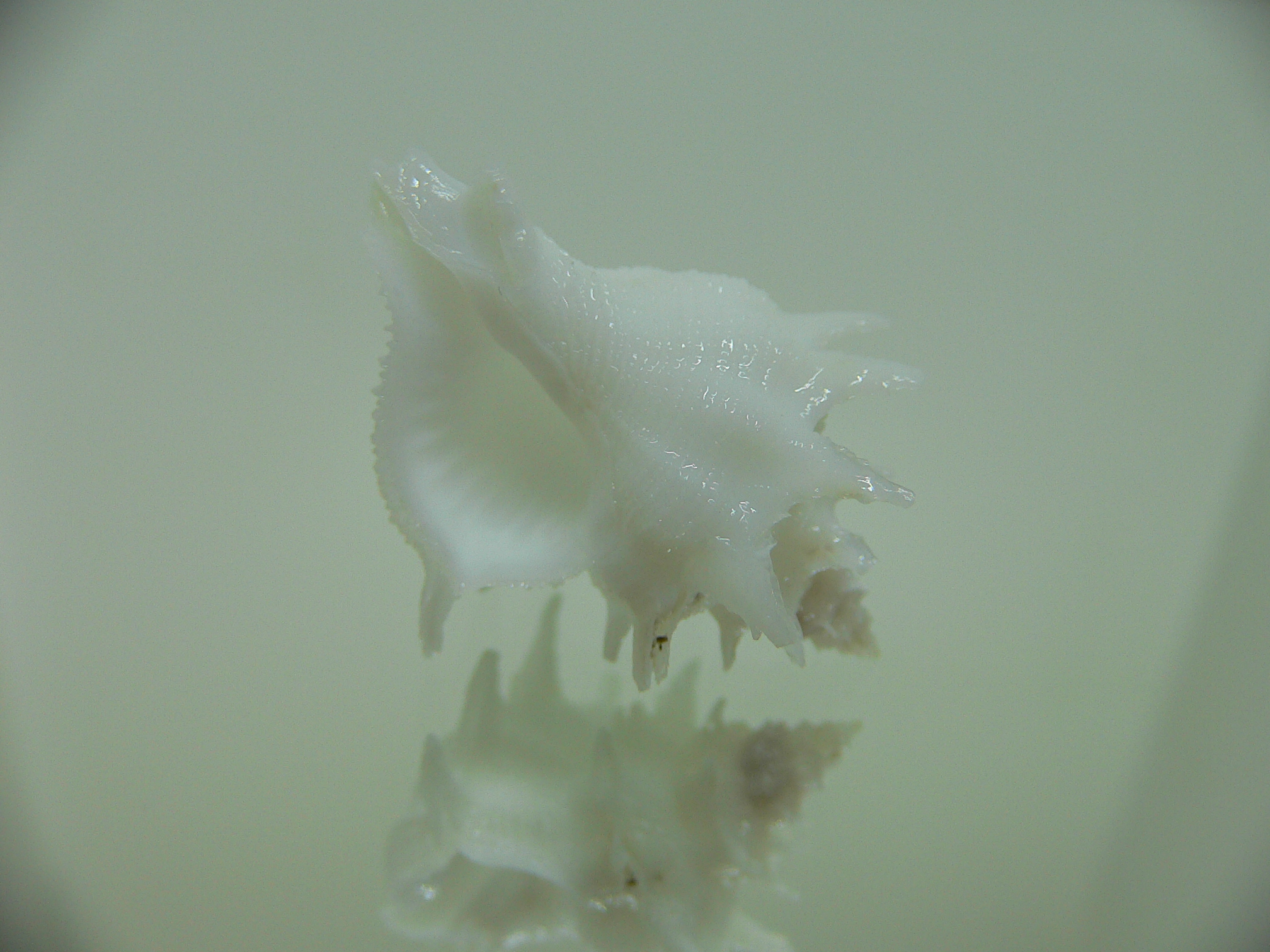 Babelomurex armatus SNOW WHITE