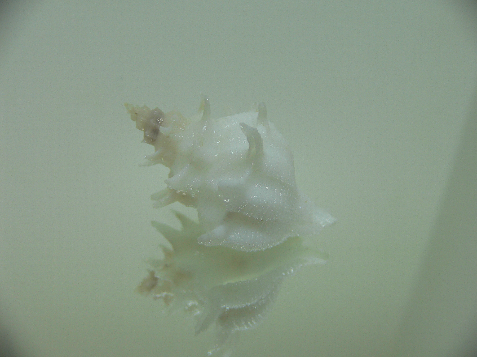 Babelomurex armatus SNOW WHITE