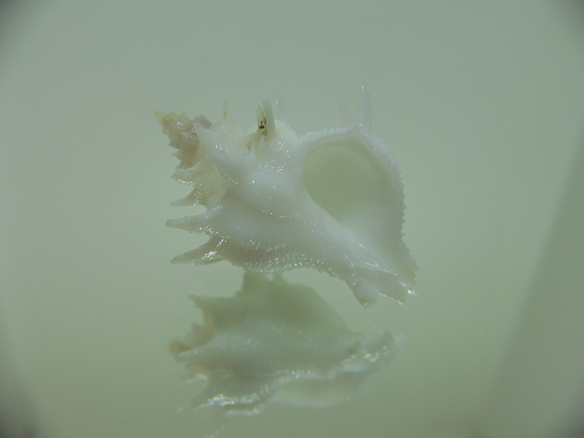 Babelomurex armatus SNOW WHITE