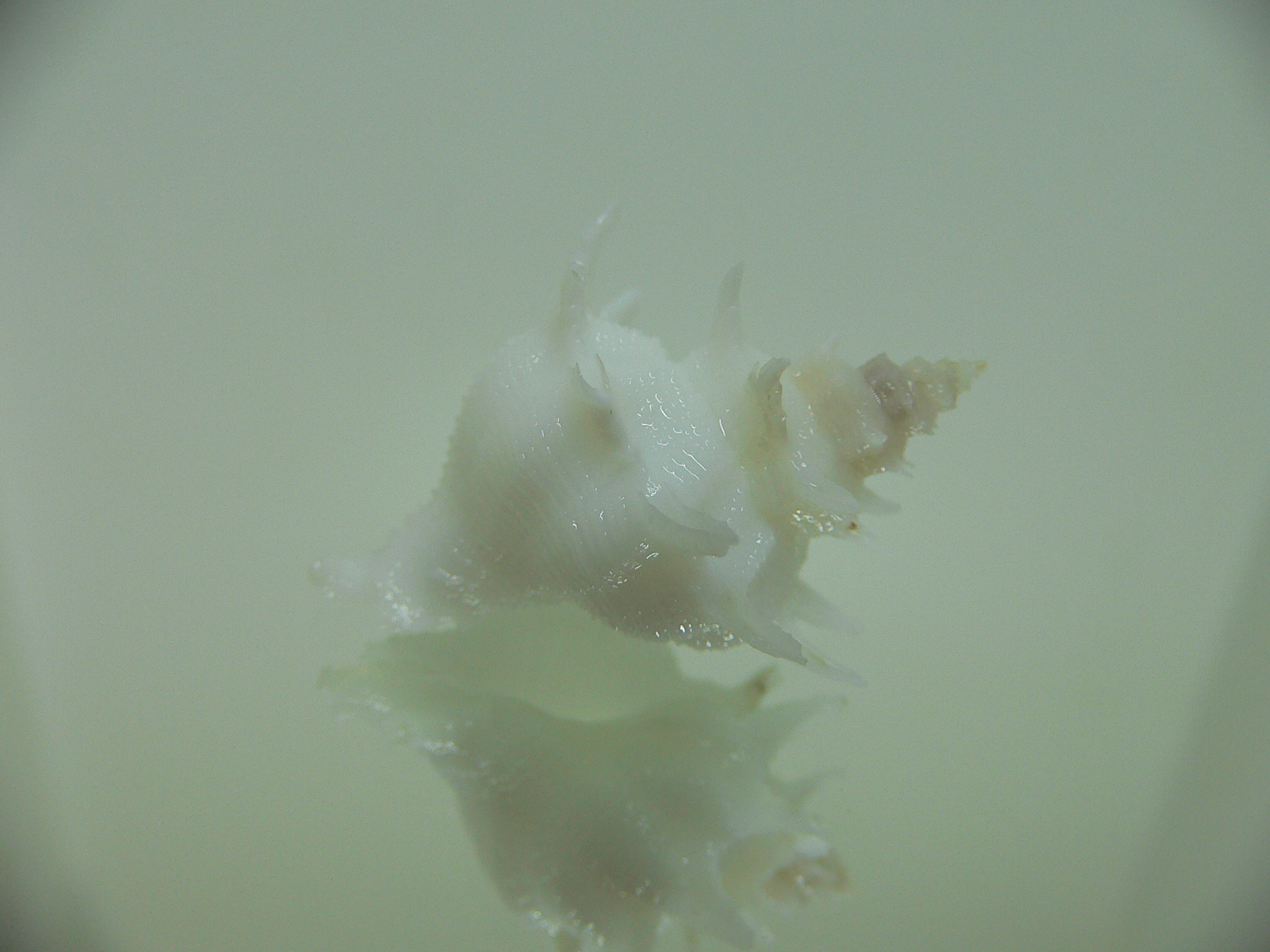 Babelomurex armatus SNOW WHITE
