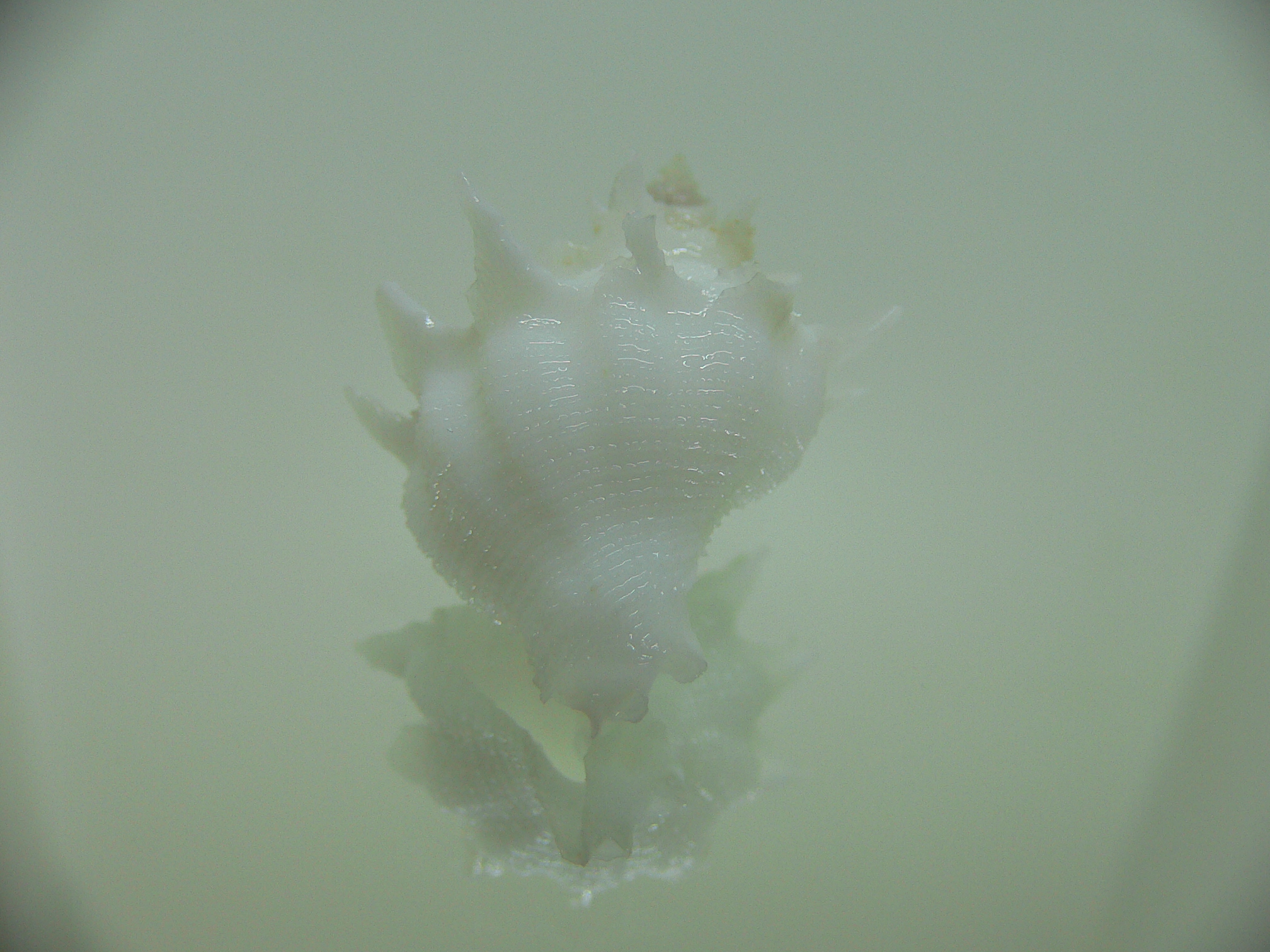 Babelomurex armatus SNOW WHITE