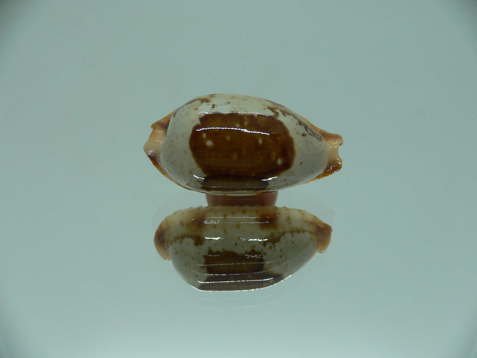 Cypraea stolida rubiginosa rufodentata ARISTOCRAT