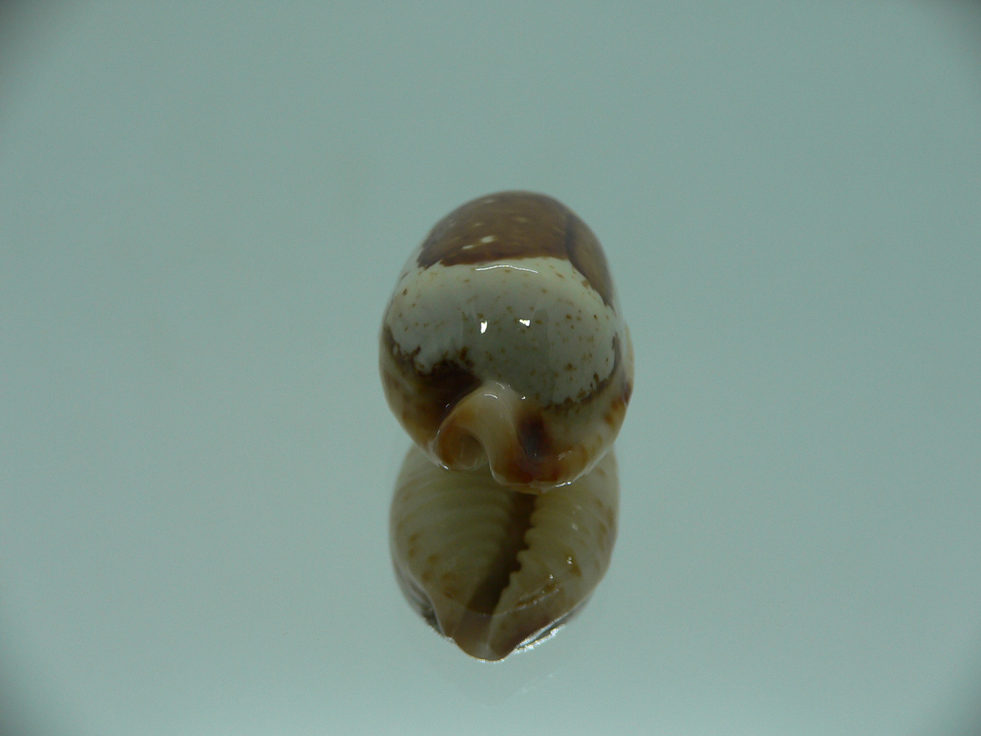 Cypraea stolida rubiginosa rufodentata ARISTOCRAT