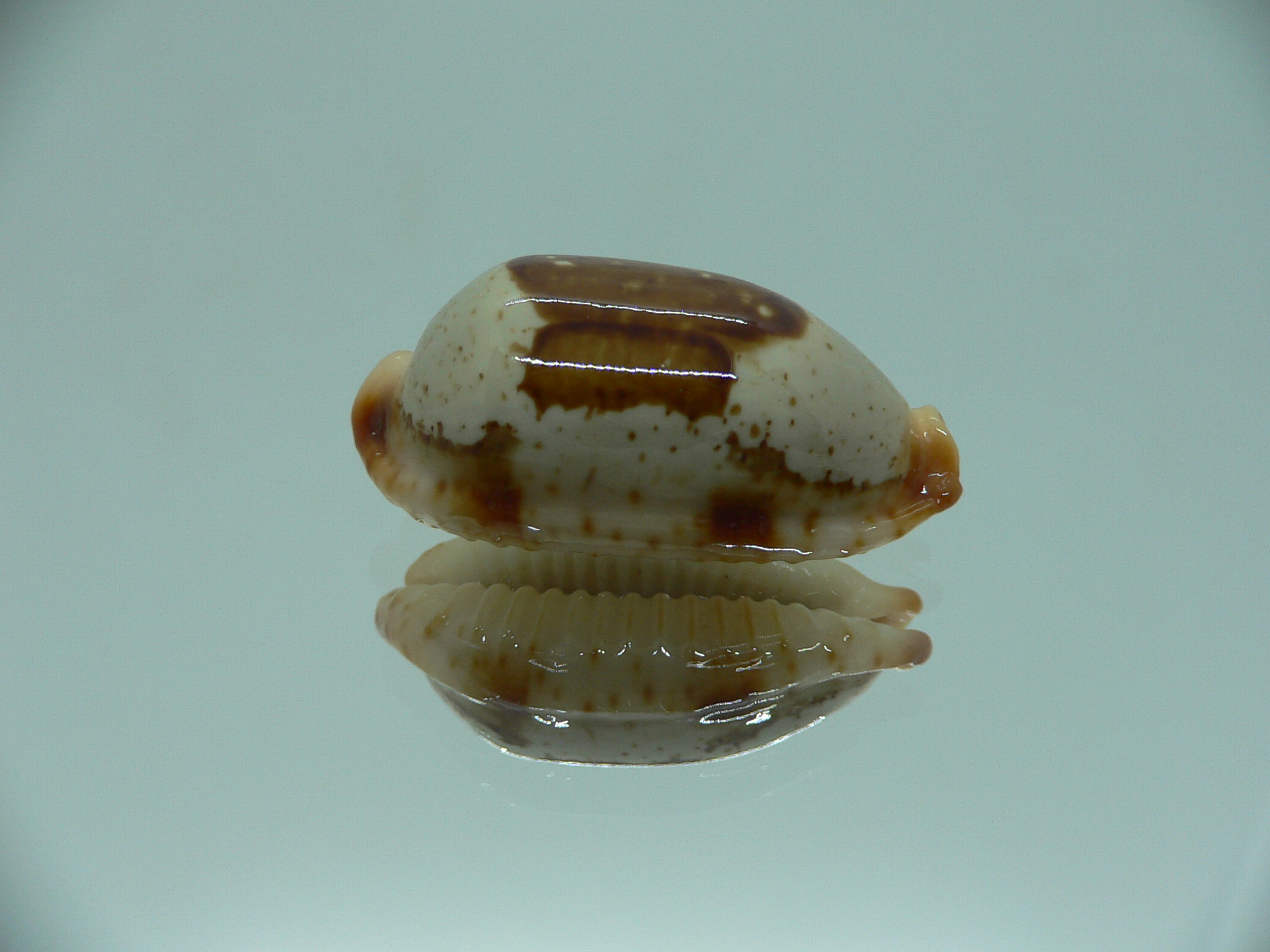 Cypraea stolida rubiginosa rufodentata ARISTOCRAT