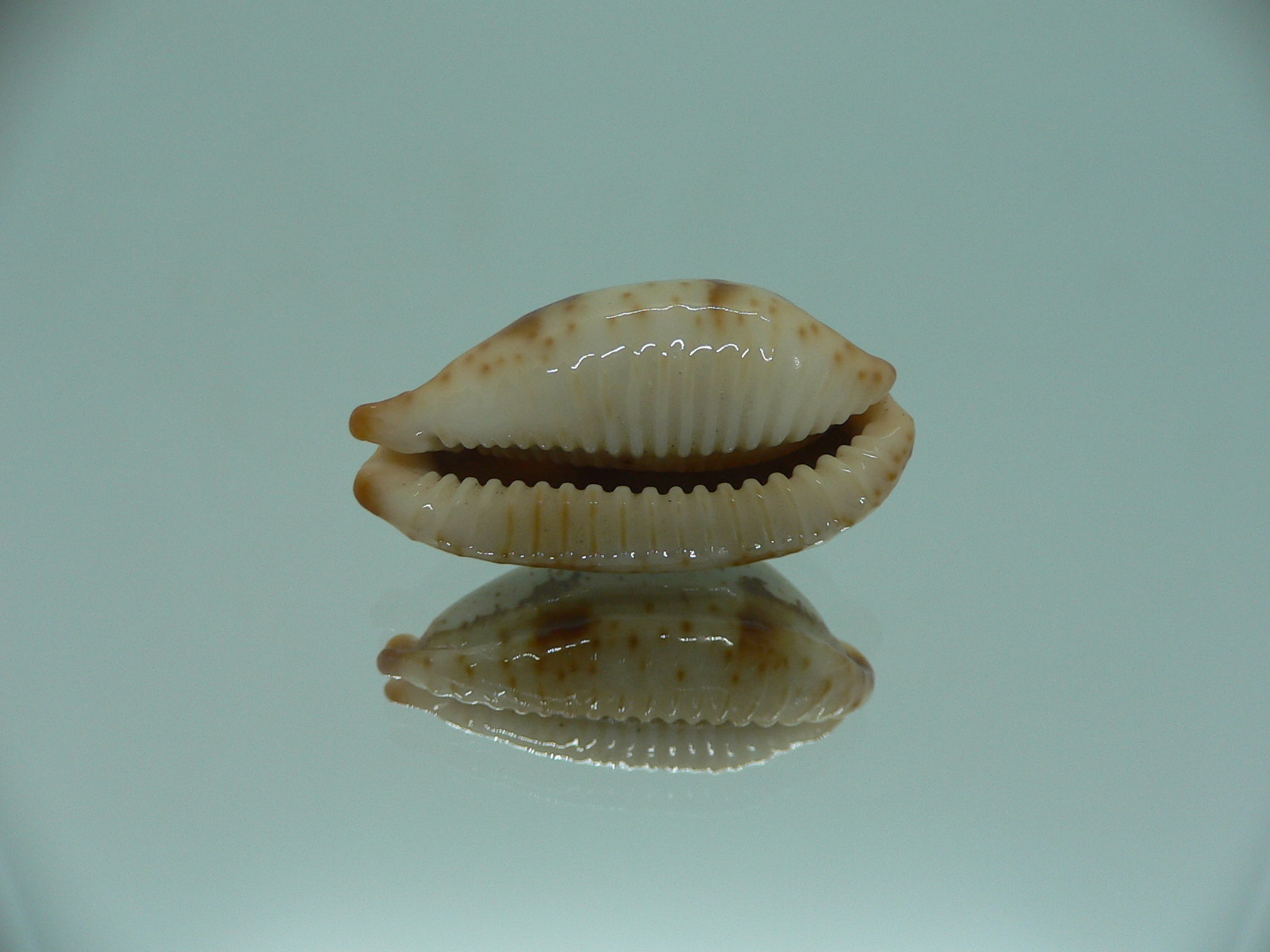 Cypraea stolida rubiginosa rufodentata ARISTOCRAT