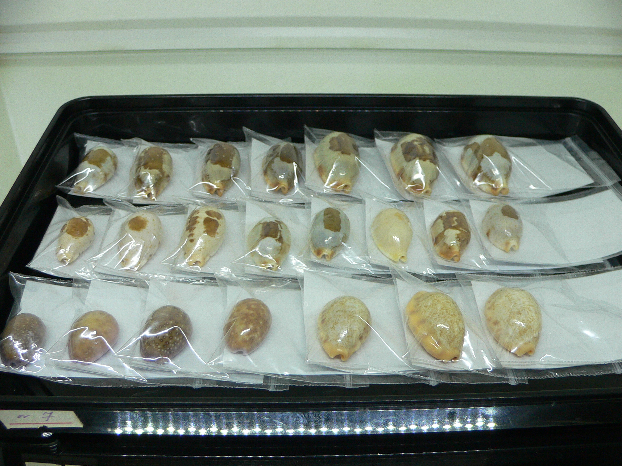 Cypraea stolida rubiginosa rufodentata ARISTOCRAT