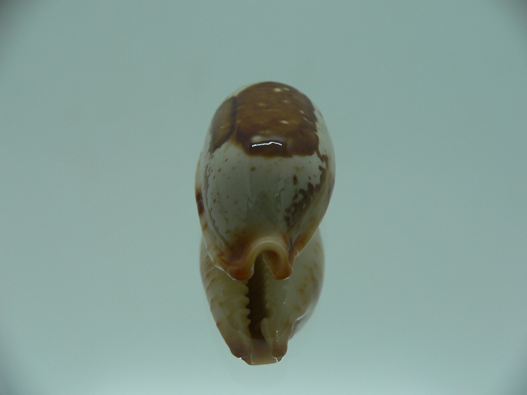 Cypraea stolida rubiginosa rufodentata ARISTOCRAT