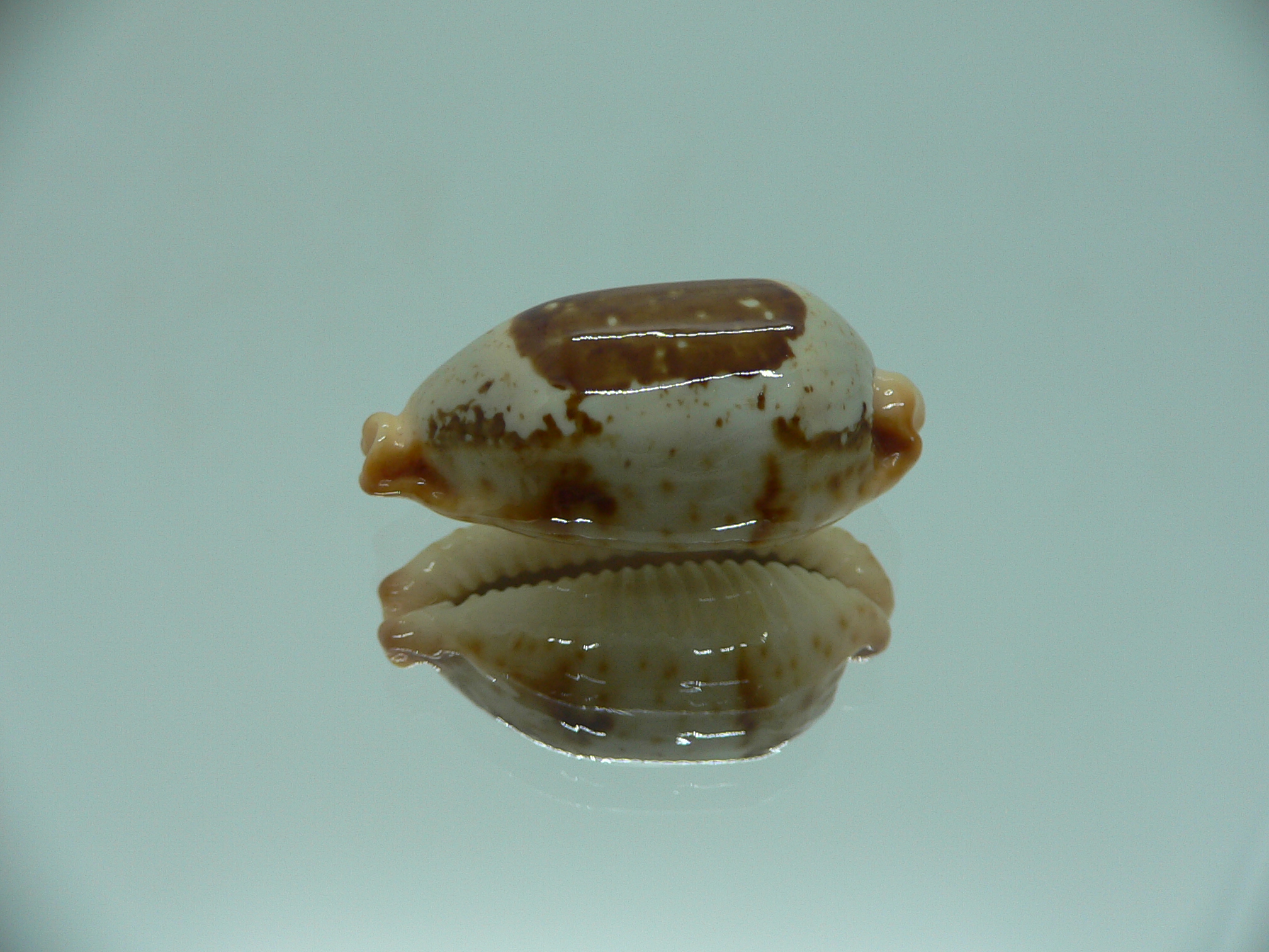Cypraea stolida rubiginosa rufodentata ARISTOCRAT