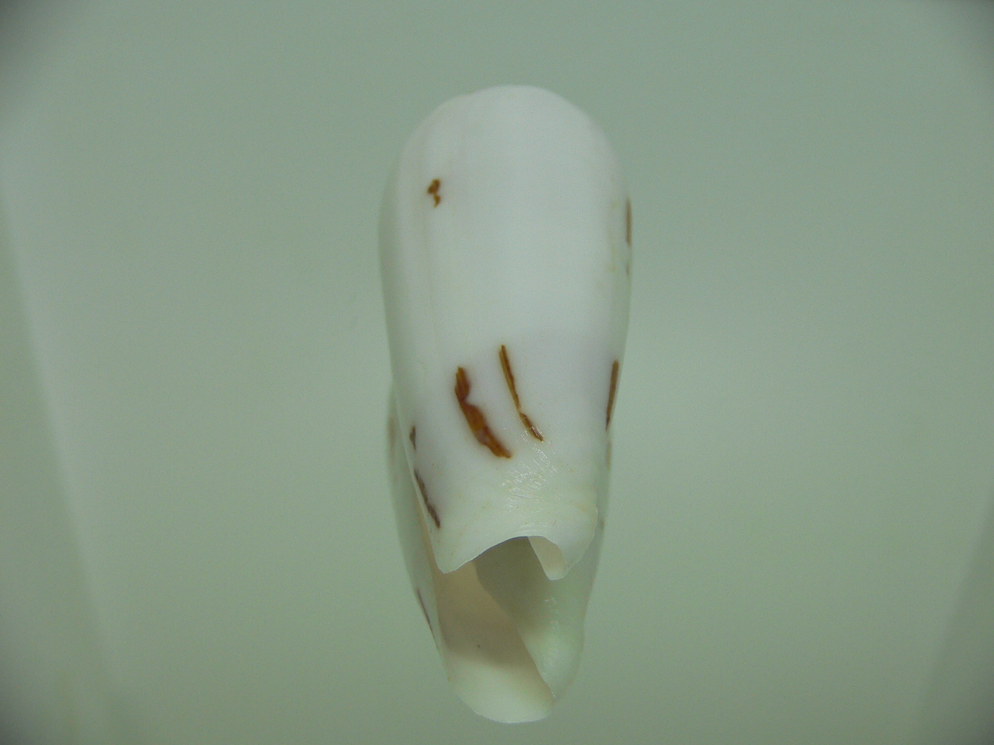 Conus gubernator terminus (var.) ALBINO