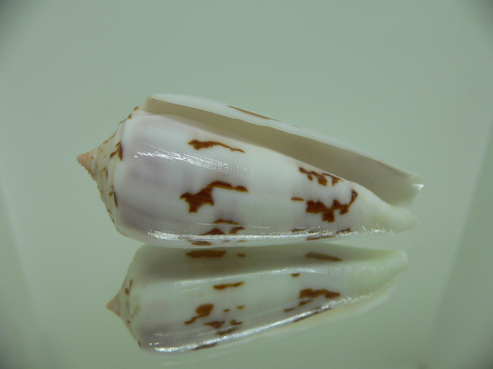 Conus gubernator terminus (var.) ALBINO