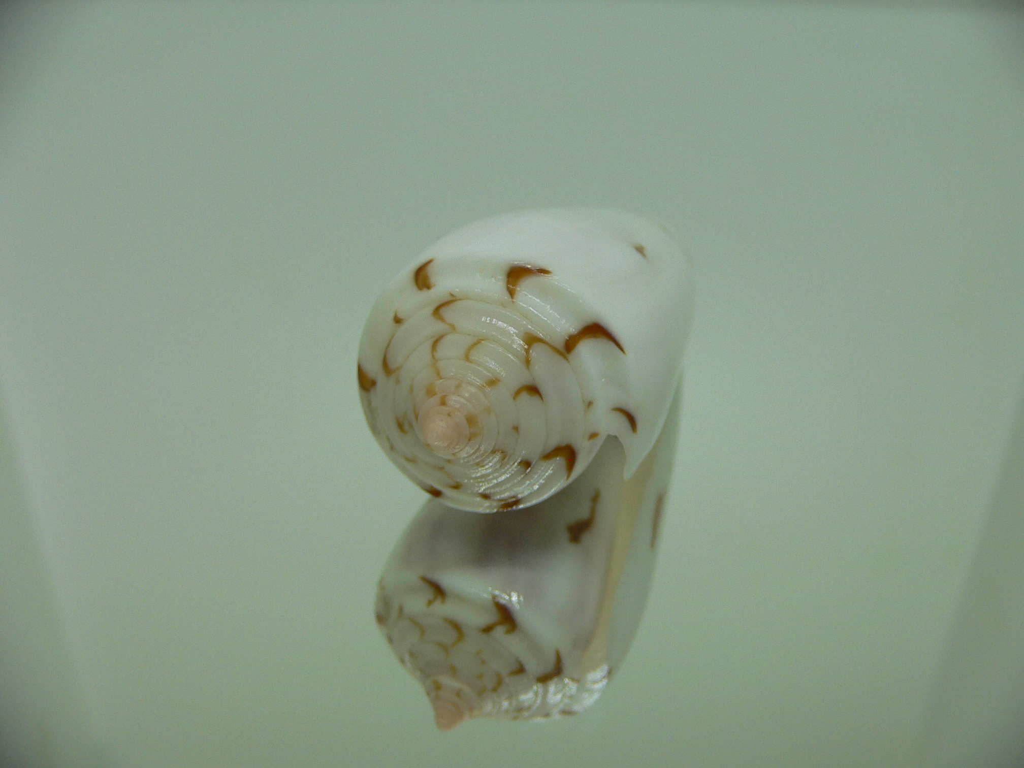 Conus gubernator terminus (var.) ALBINO