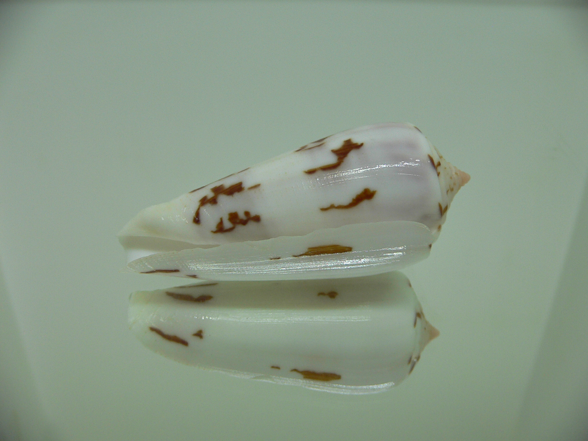 Conus gubernator terminus (var.) ALBINO