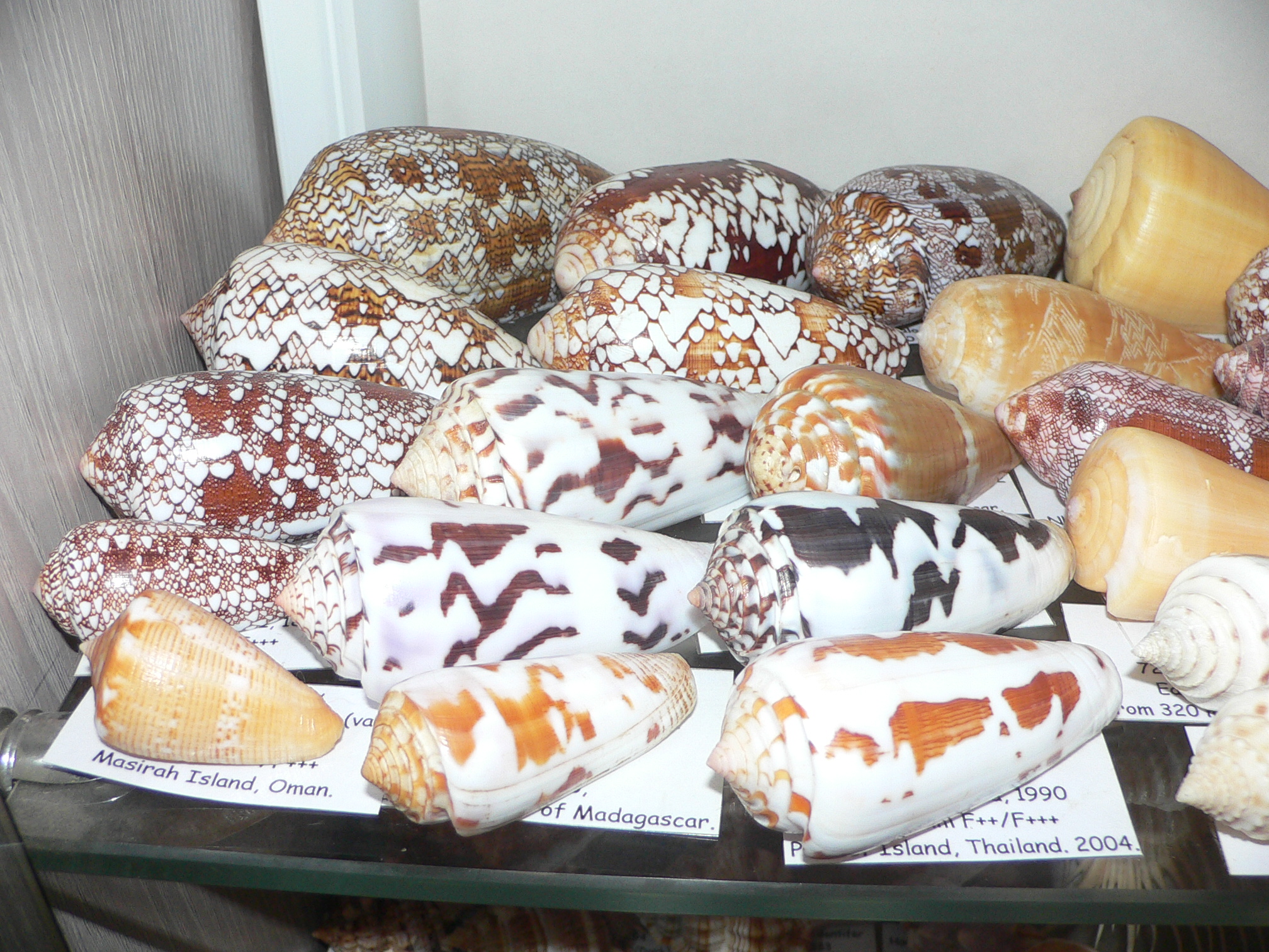 Conus gubernator terminus (var.) ALBINO