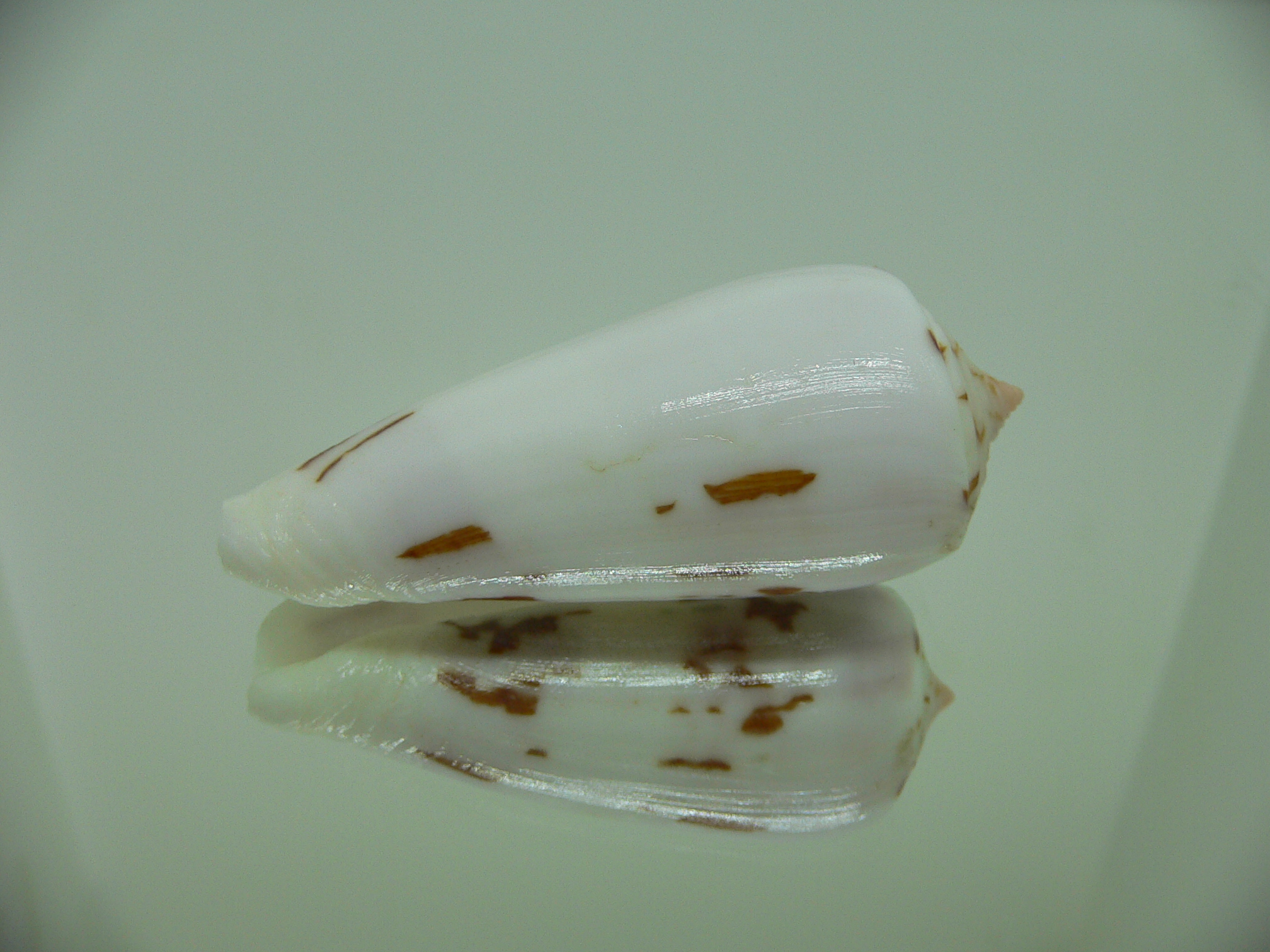 Conus gubernator terminus (var.) ALBINO