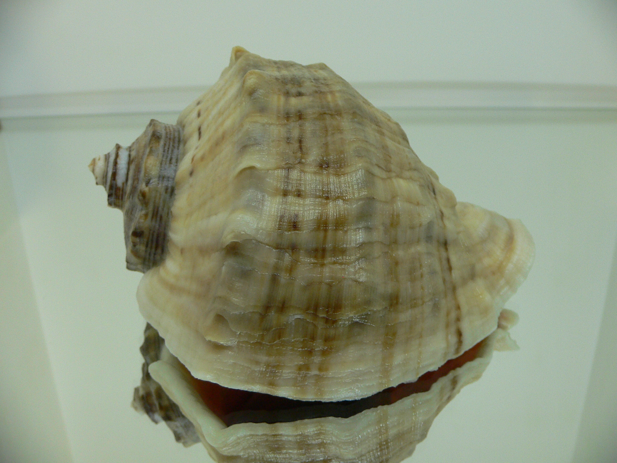 Rapana venosa BEIGE