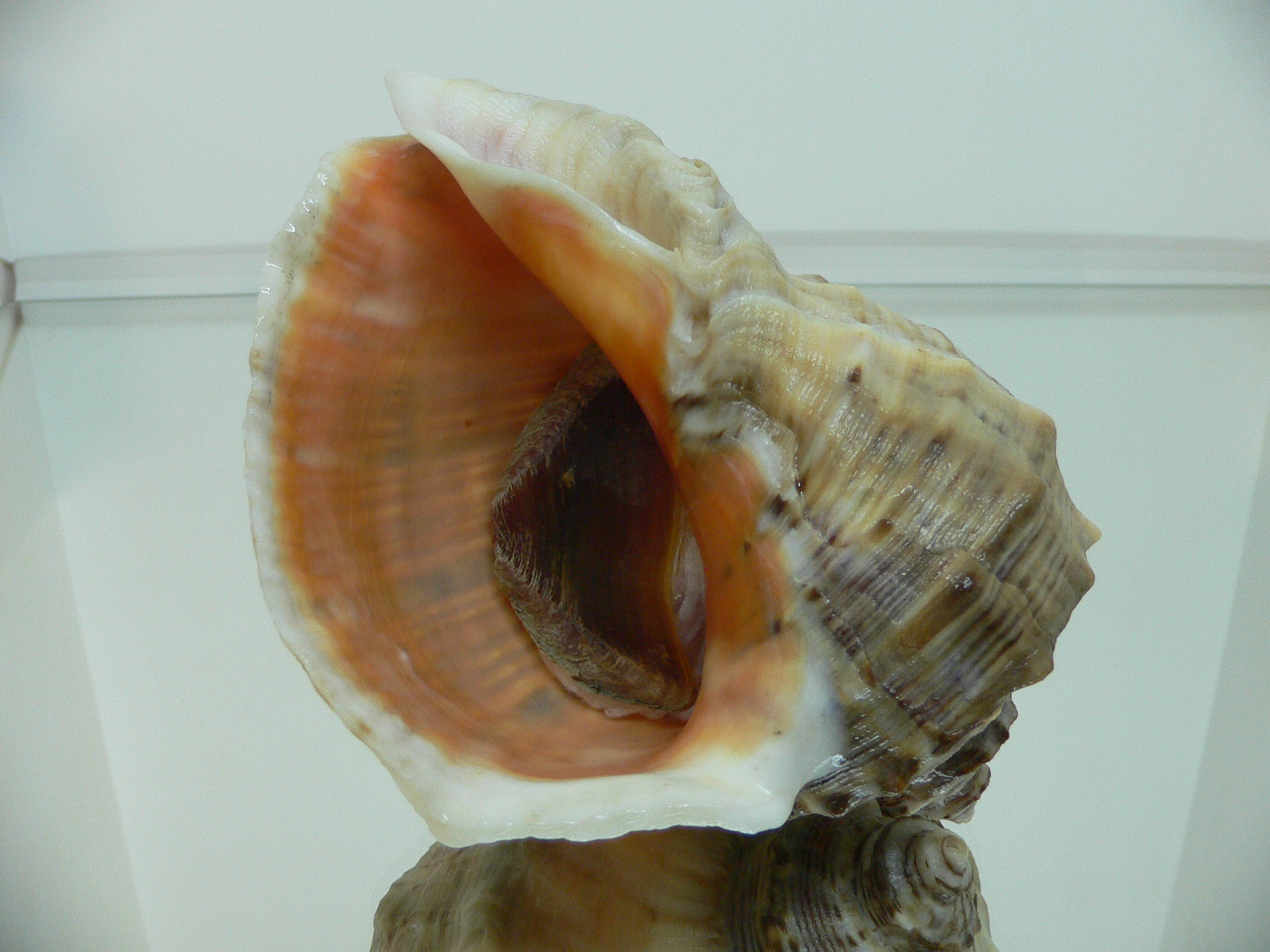 Rapana venosa BEIGE