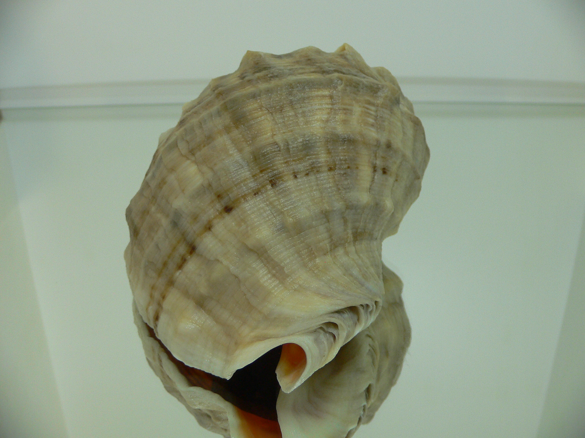 Rapana venosa BEIGE