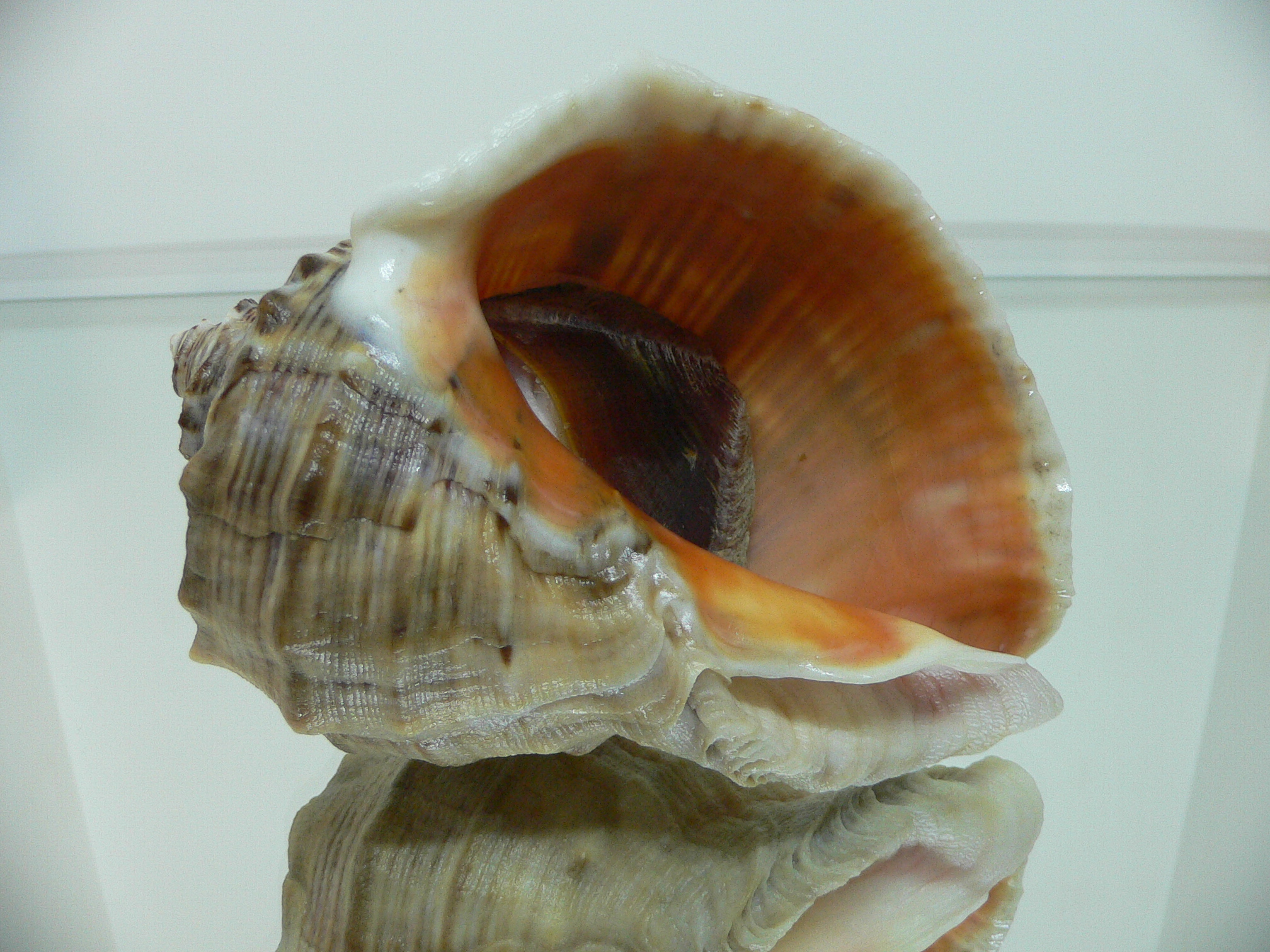 Rapana venosa BEIGE