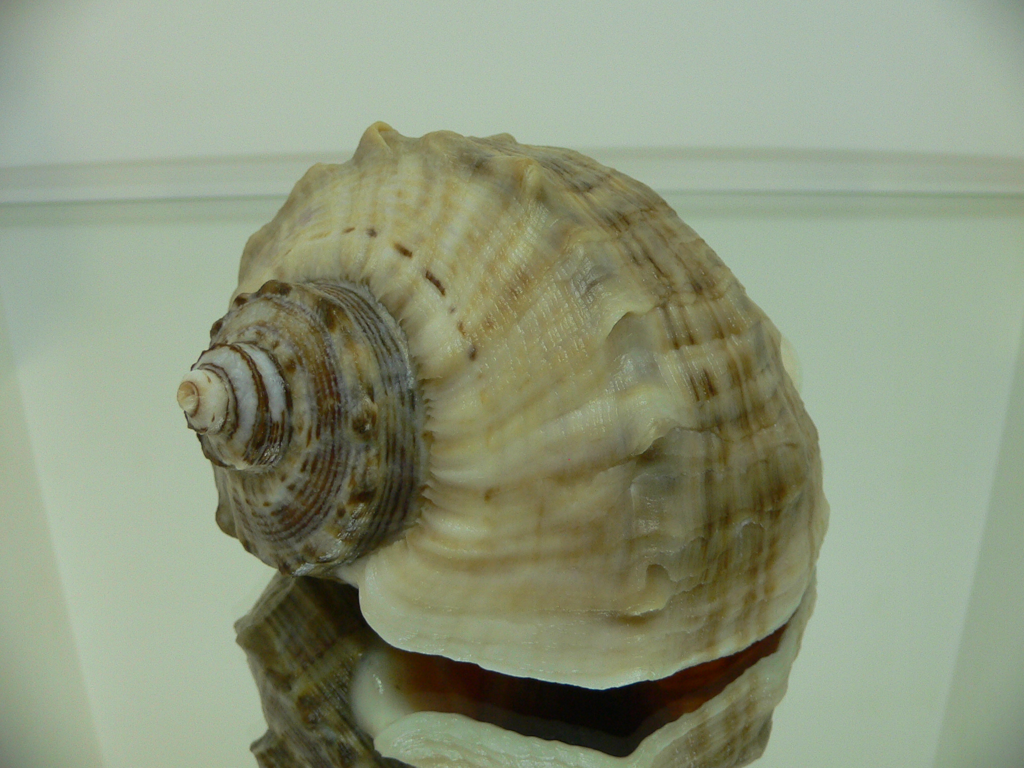 Rapana venosa BEIGE