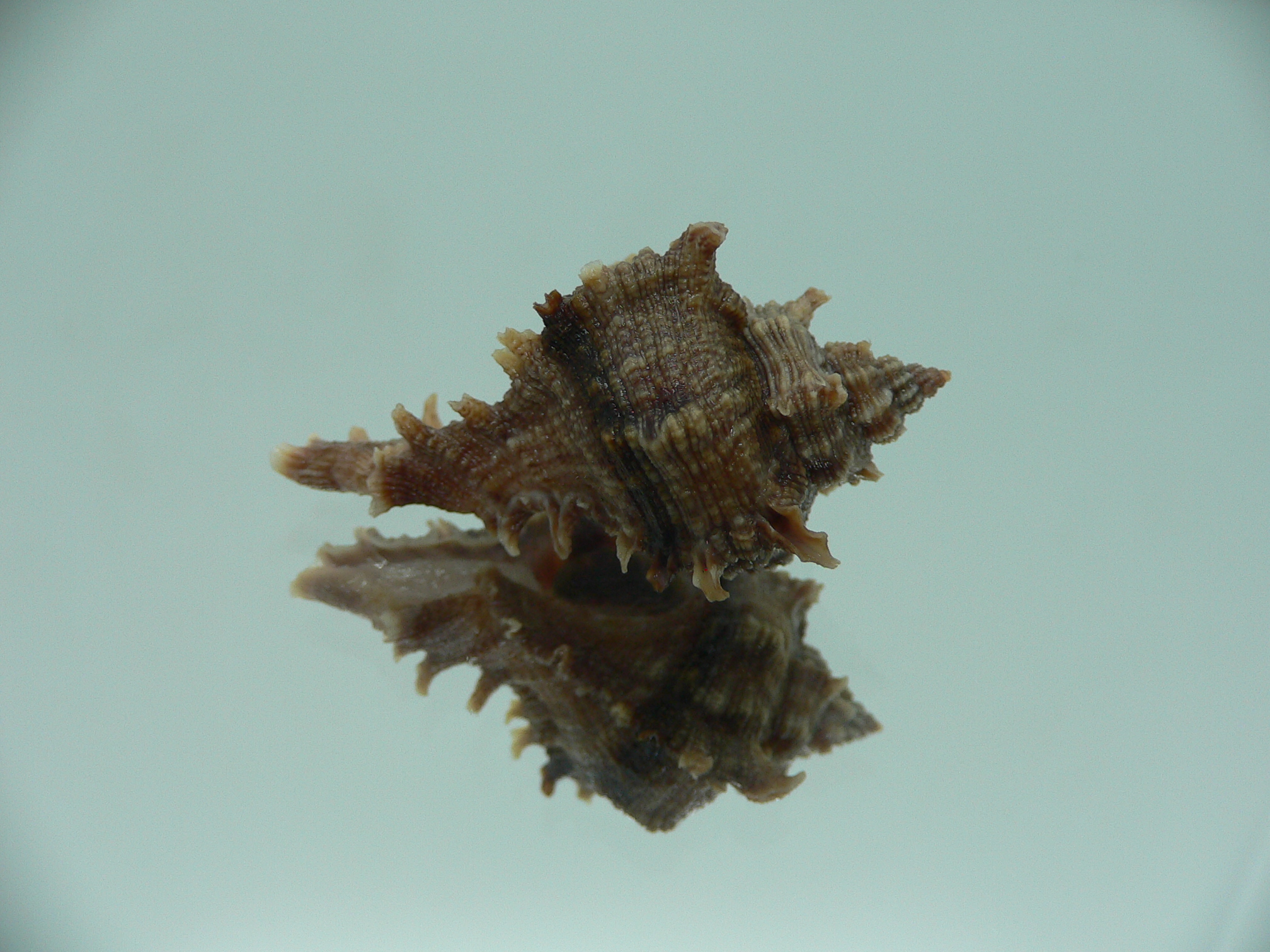 Chicoreus virgineus ponderosus (var.) VERY DARK DWARF