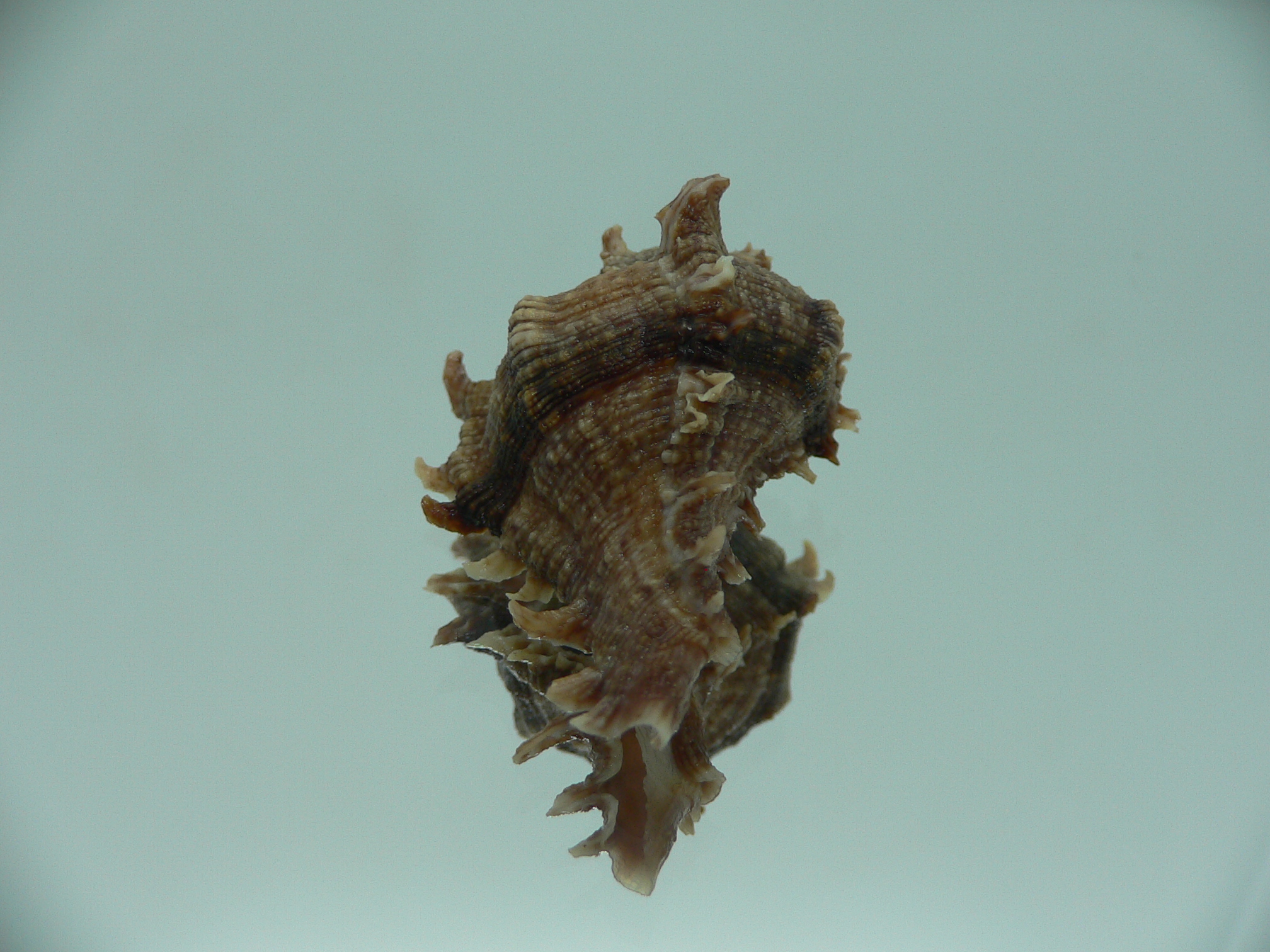 Chicoreus virgineus ponderosus (var.) VERY DARK DWARF