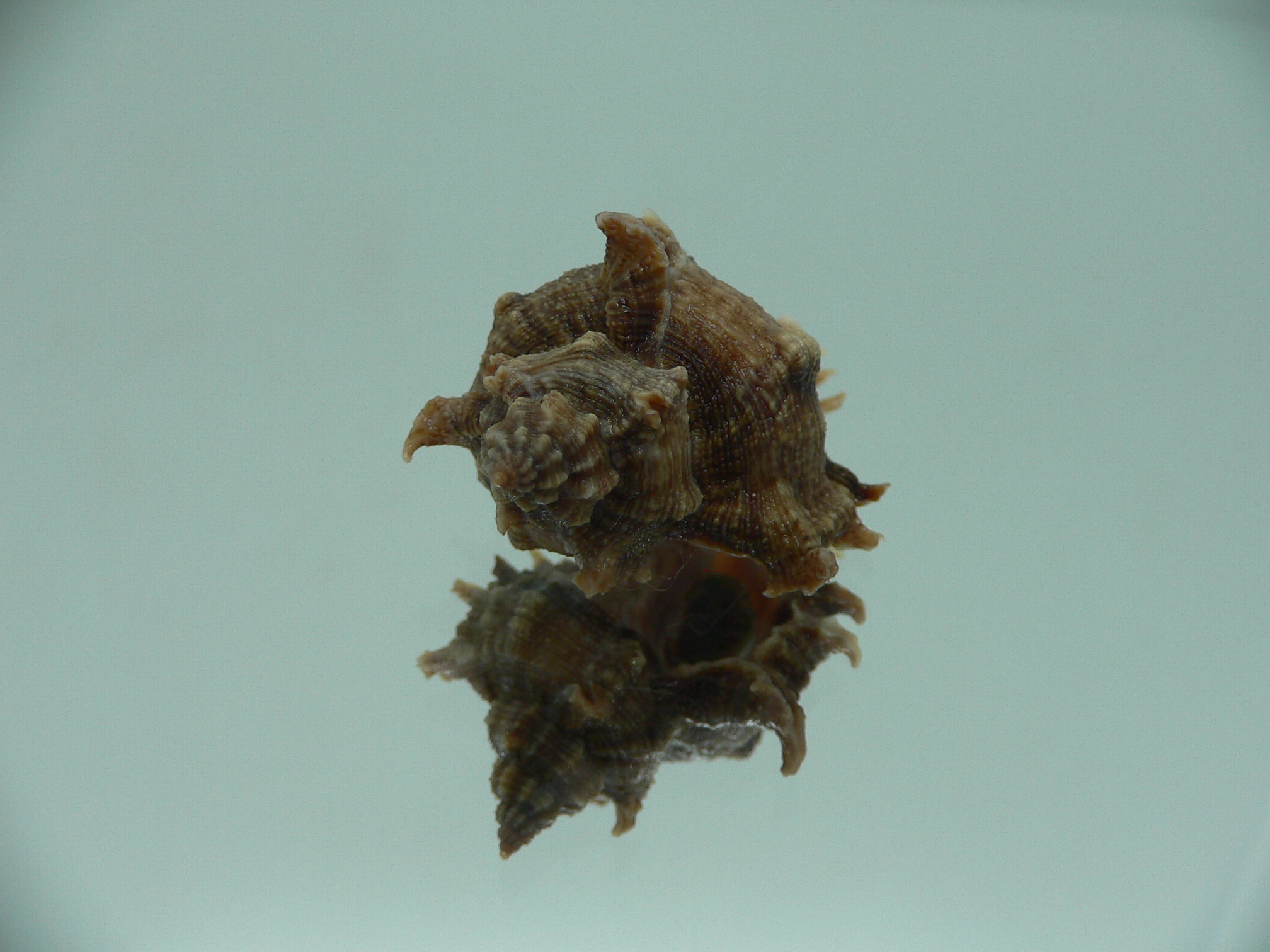 Chicoreus virgineus ponderosus (var.) VERY DARK DWARF